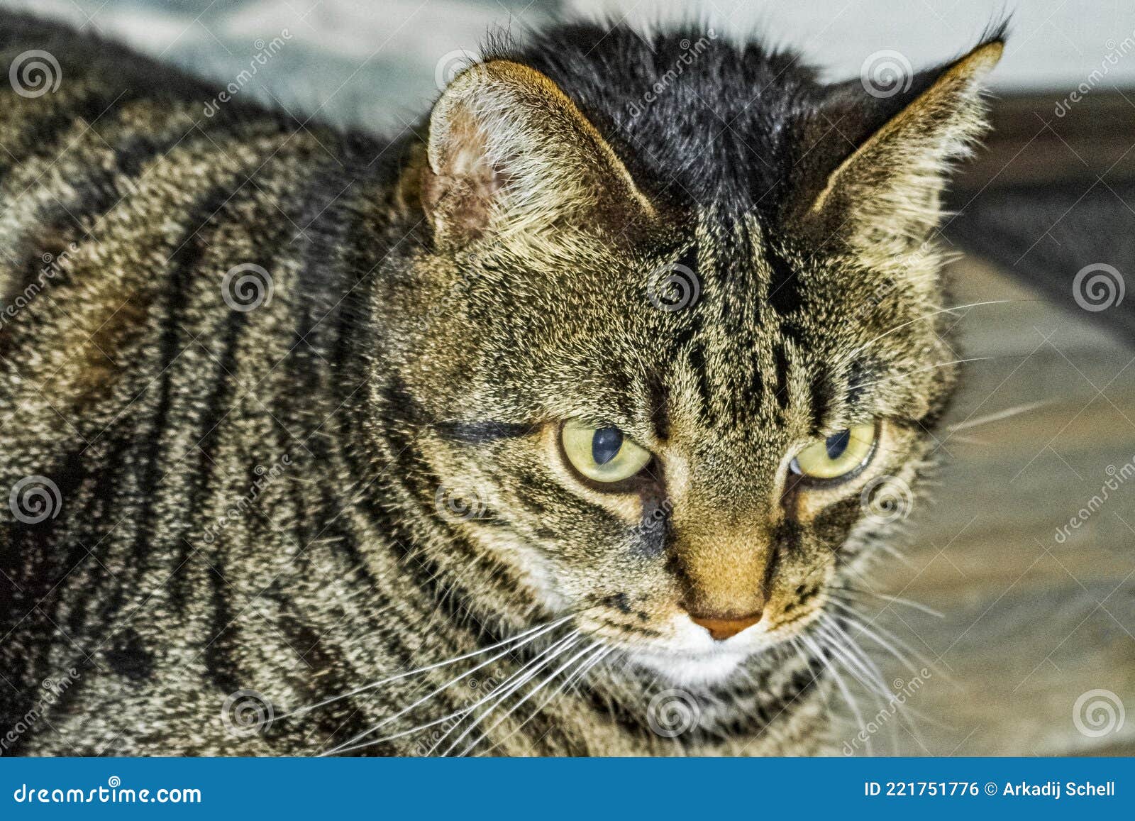 Cute Cat with Big Green Eyes that Concentrates on Ground Stock Photo