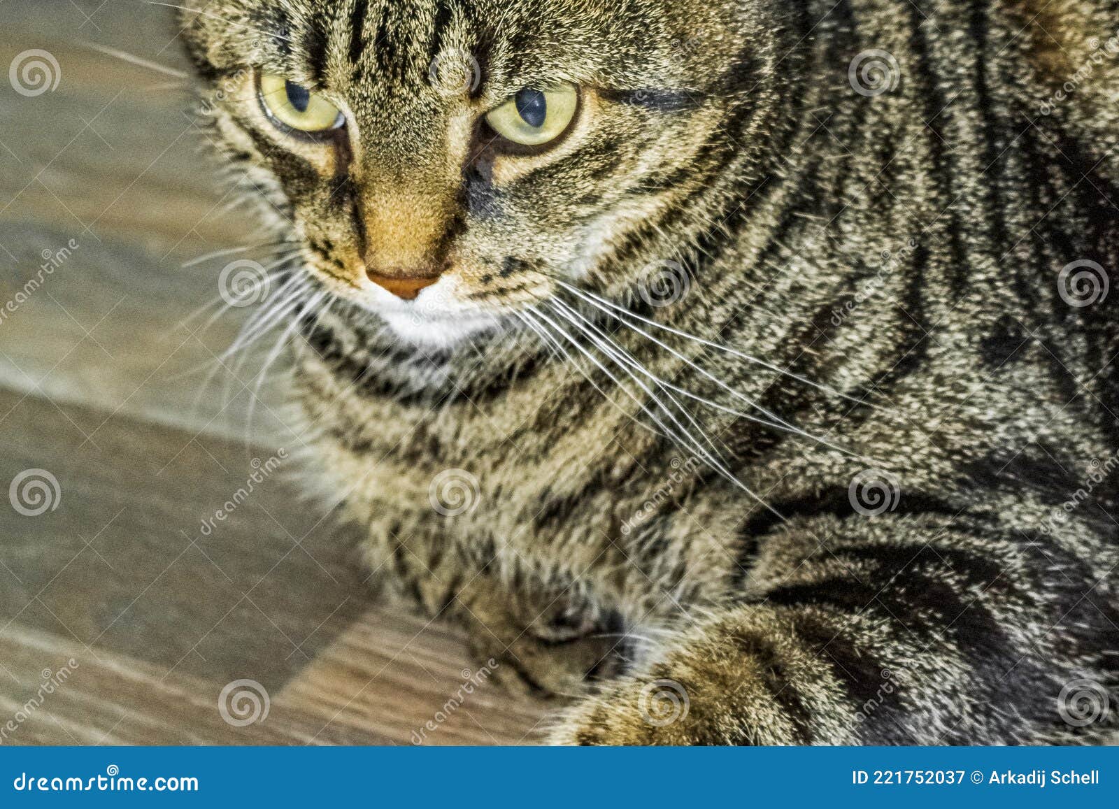 Cute Cat with Big Green Eyes that Concentrates on Ground Stock Image