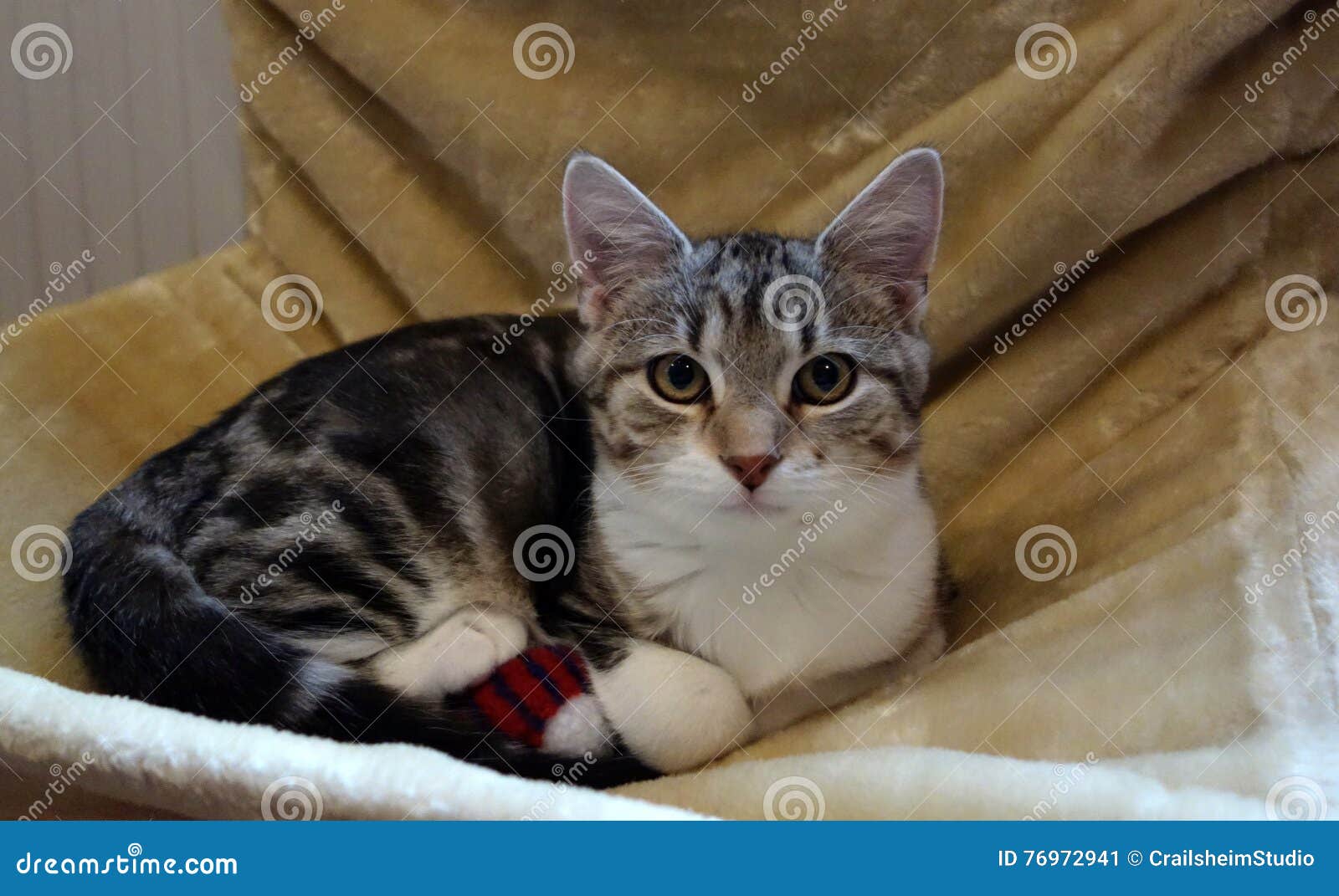 Cute Cat In A Cat Bed Hanging On A Radiator Stock Image Image Of Accessories Room 76972941