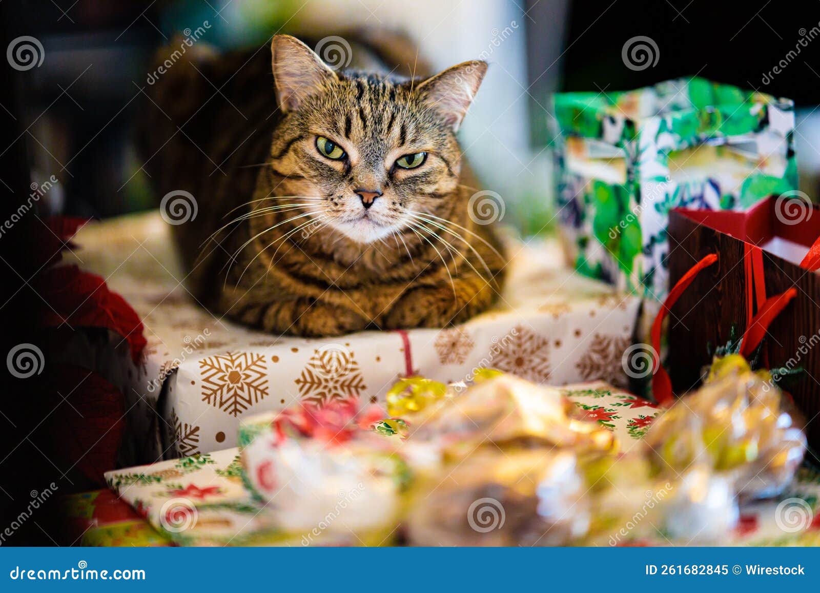 Cute Cat on Christmas Gift Boxes Stock Image Image of domestic, fluffy 261682845