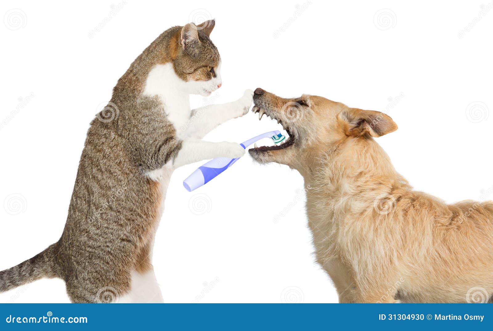 cute cat cleaning a dogs teeth