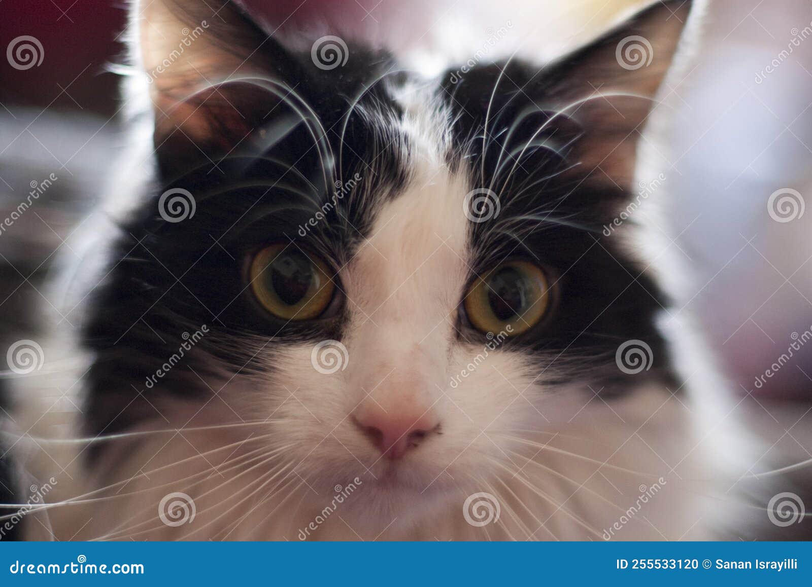 A Cute Cat Close Up with Eyes Wide Open Stock Photo Image of cute