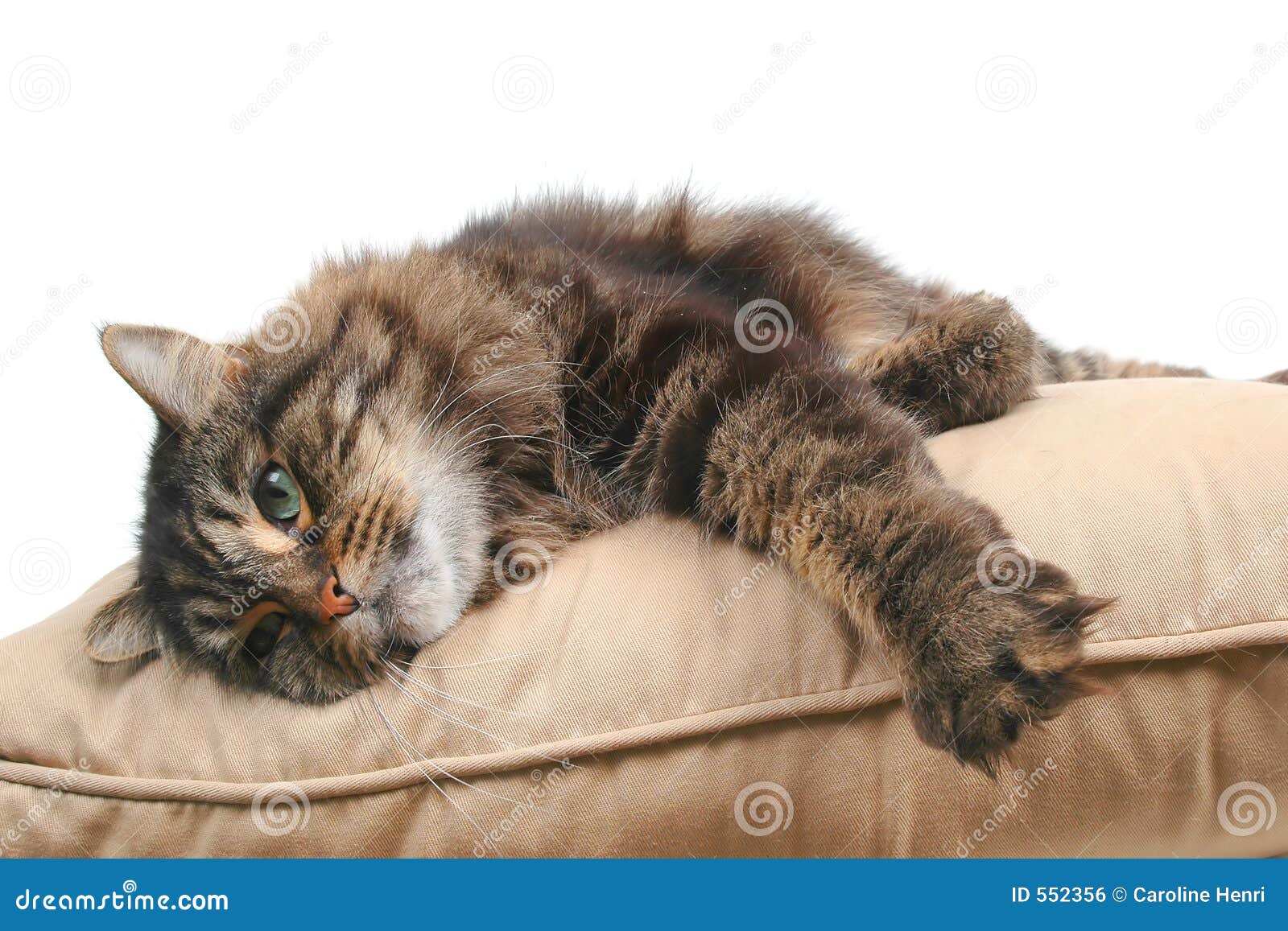 Cute cat on cushion stock photo. Image of like, cushions 552356