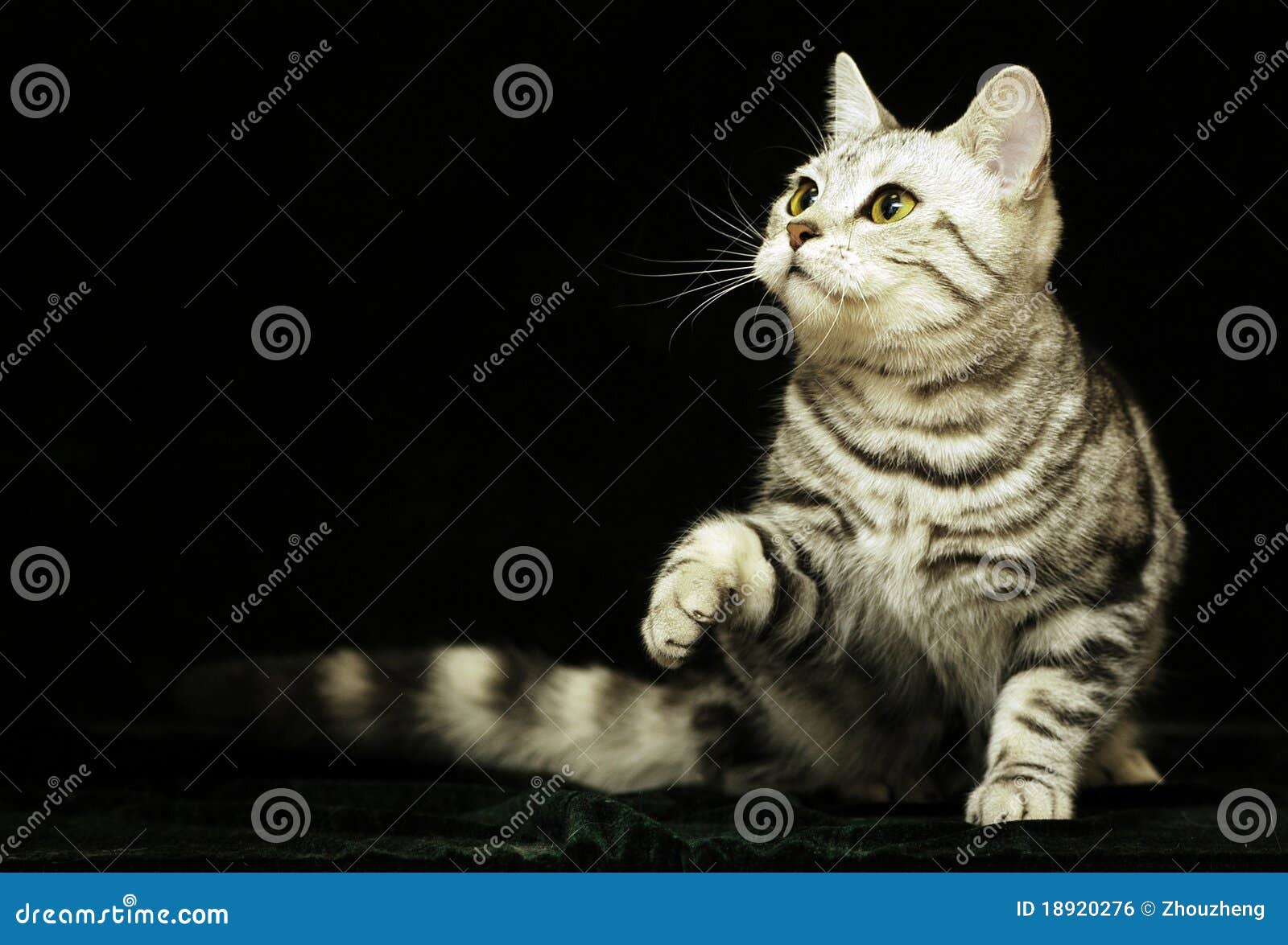 Cute cat in the dark stock photo. Image of fluffy, blue 18920276