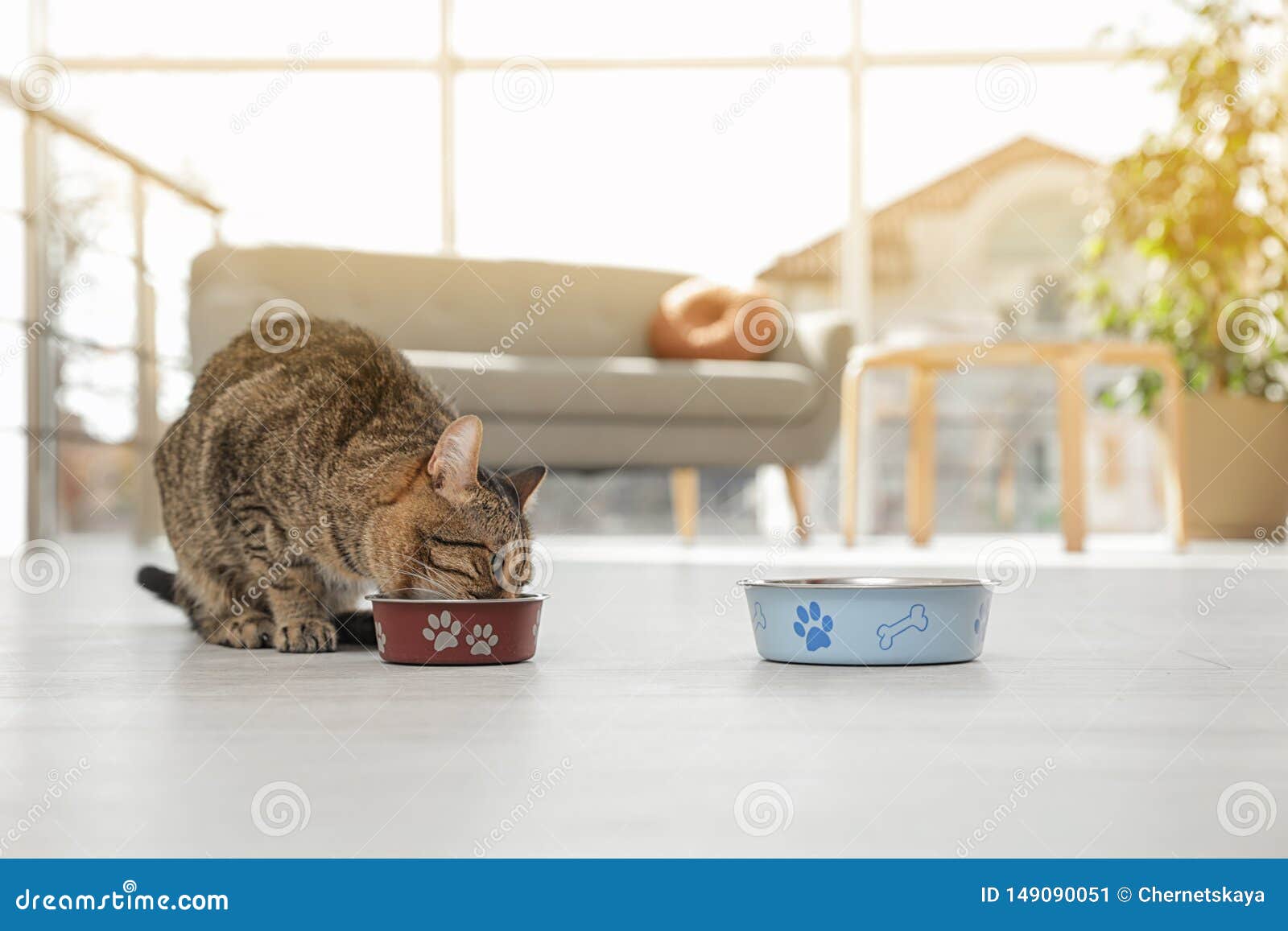 Cute Cat Eating from Bowl on Floor Stock Image Image of feline