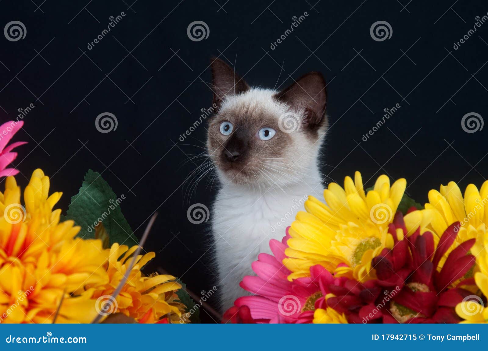 Cute cat and flowers stock image. Image of yellow, kitten - 17942715