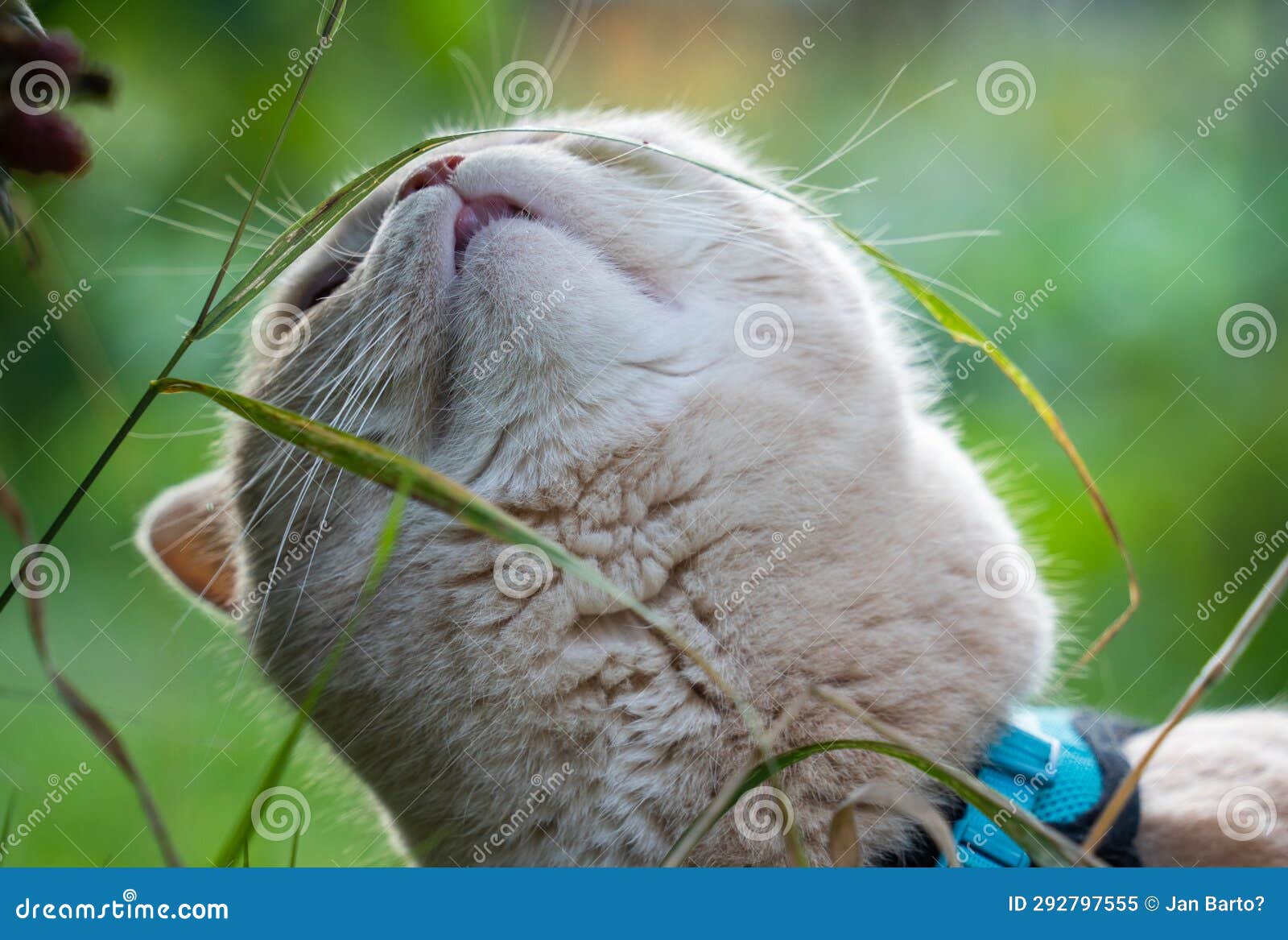 Cute Cat in the Garden on a Leash Stock Image Image of background
