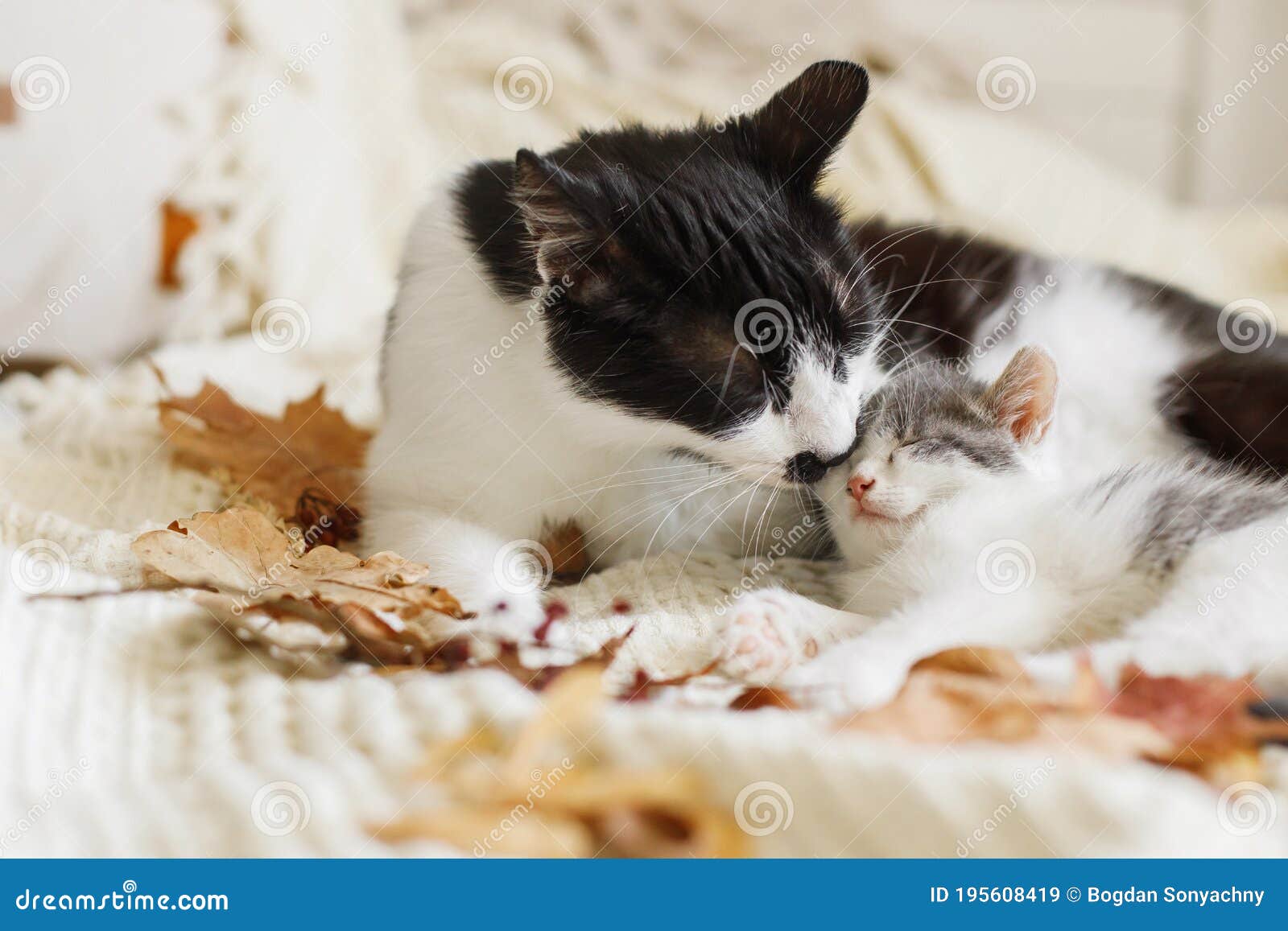 Cute Cat Grooming Little Kitten on Soft Bed in Autumn Leaves ...