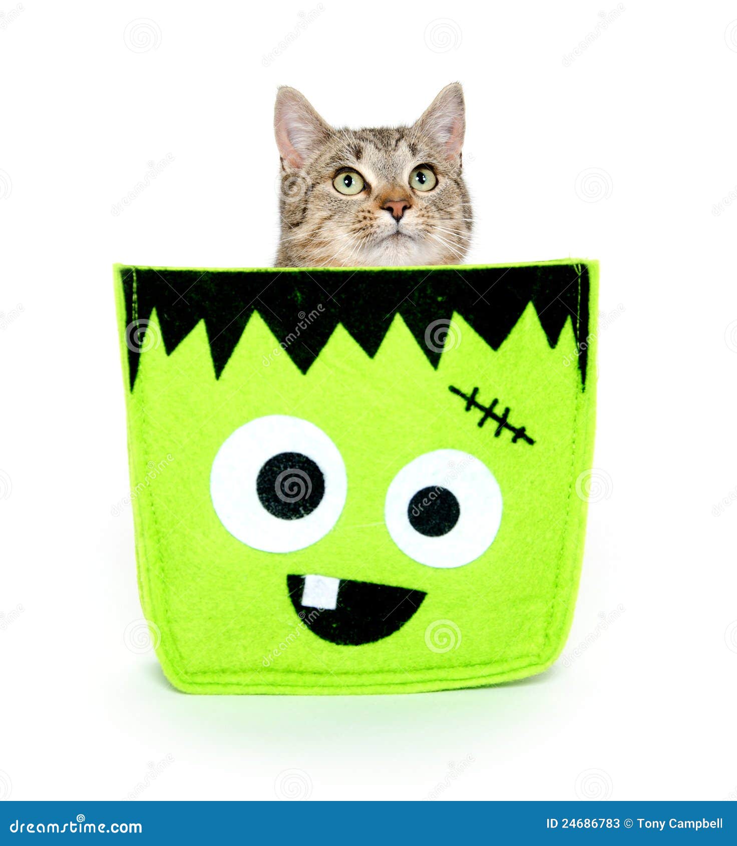 Cute cat in Halloween bag stock image. Image of halloween 24686783