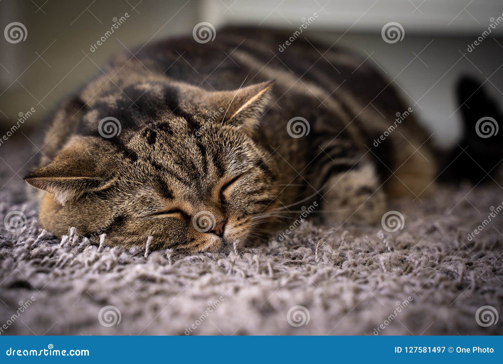 Cute Cat Happy Smile Pets Sleeping Stock Image Image of eyesss, kitty