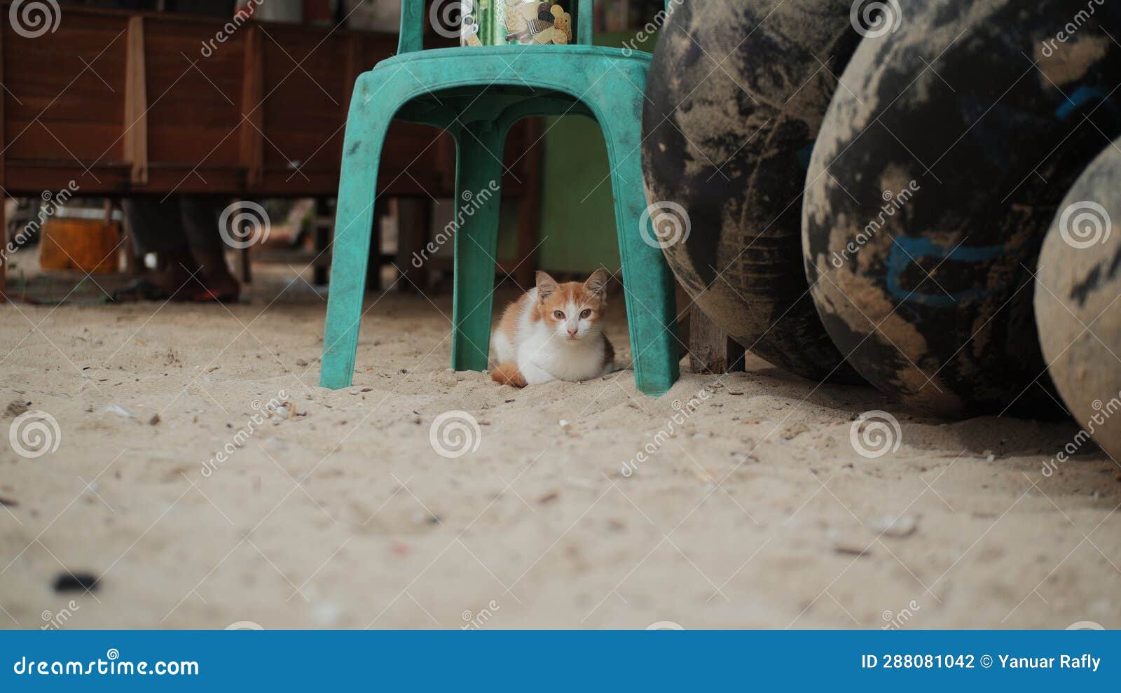 Cute Cat Hiding Under the Chair Stock Photo Image of sculpture