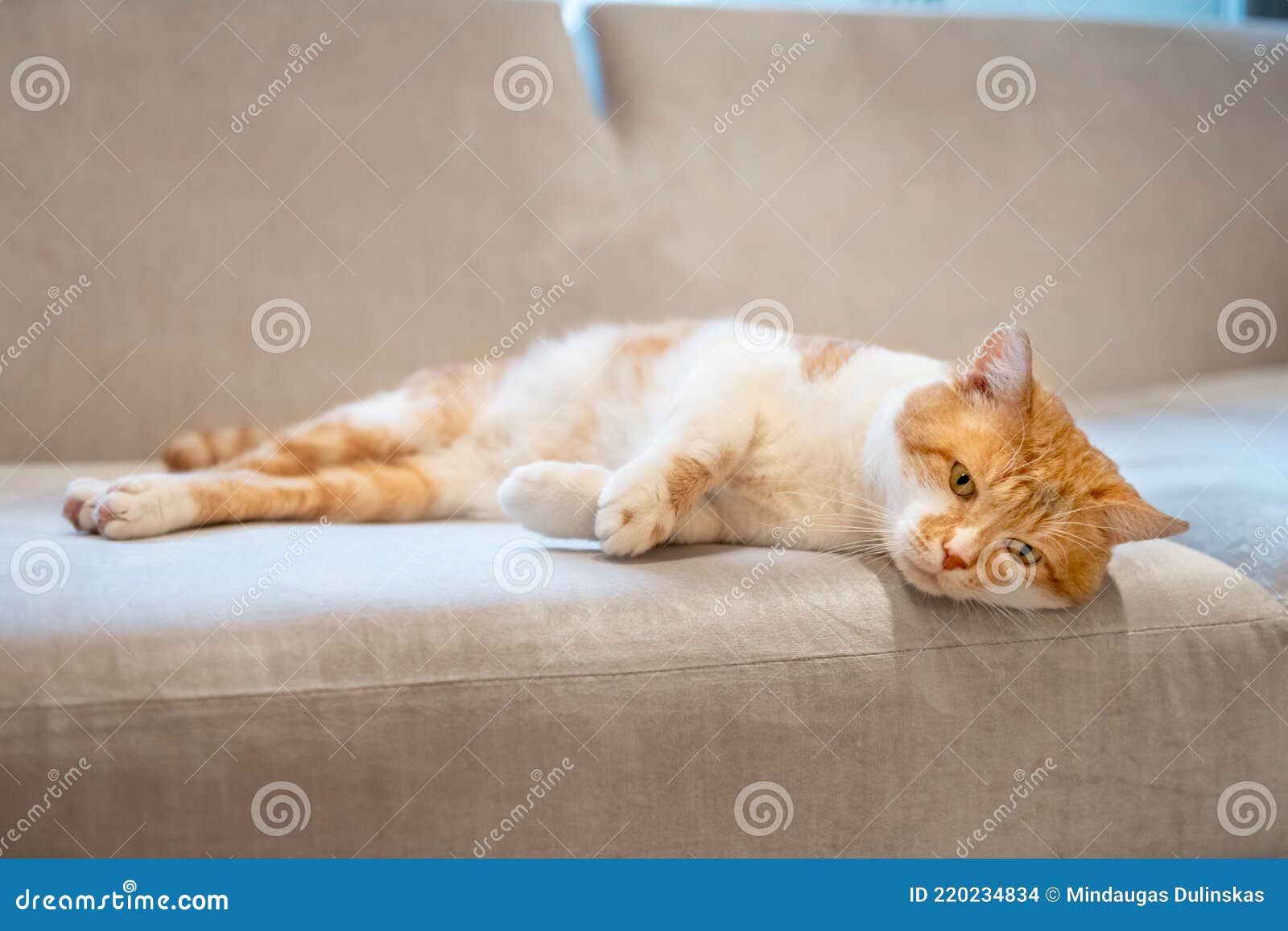 Cute Cat in Home Interior. Cat is Lying on the Couch Stock Photo