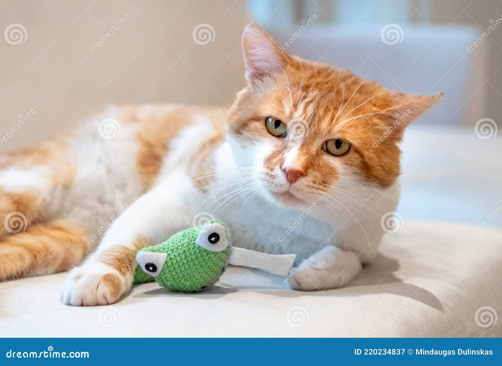 Cute Cat in Home Interior. Cat is Lying on the Couch Stock Image