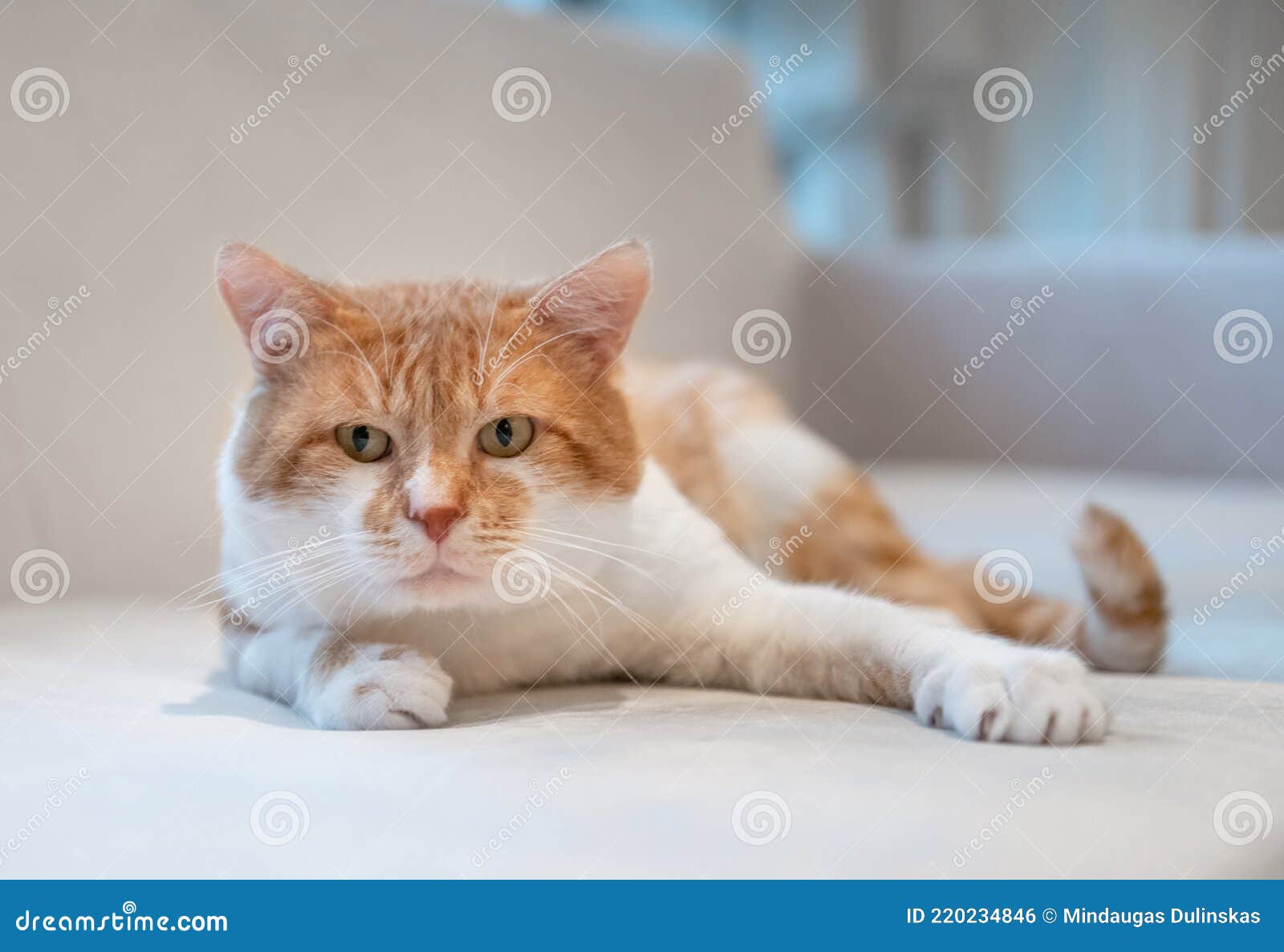 Cute Cat in Home Interior. Cat is Lying on the Couch Stock Photo