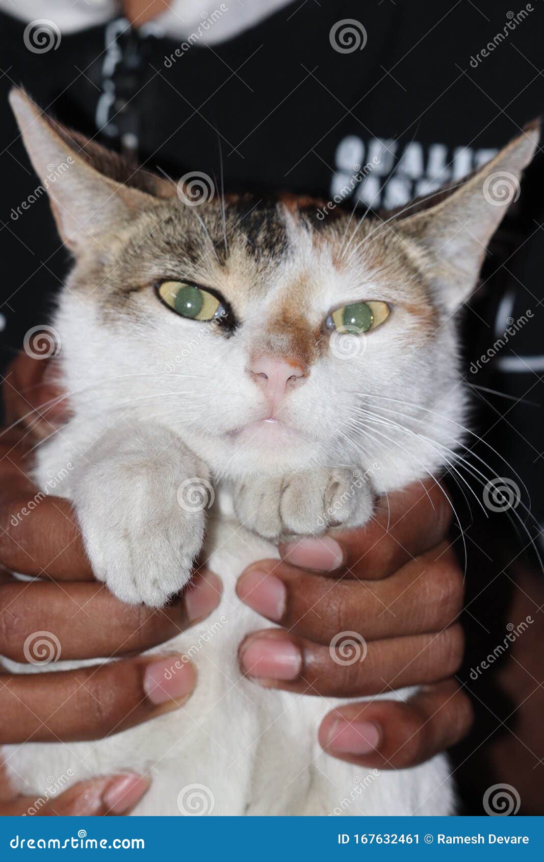 A cute cat in human hand stock image. Image of indoor 167632461