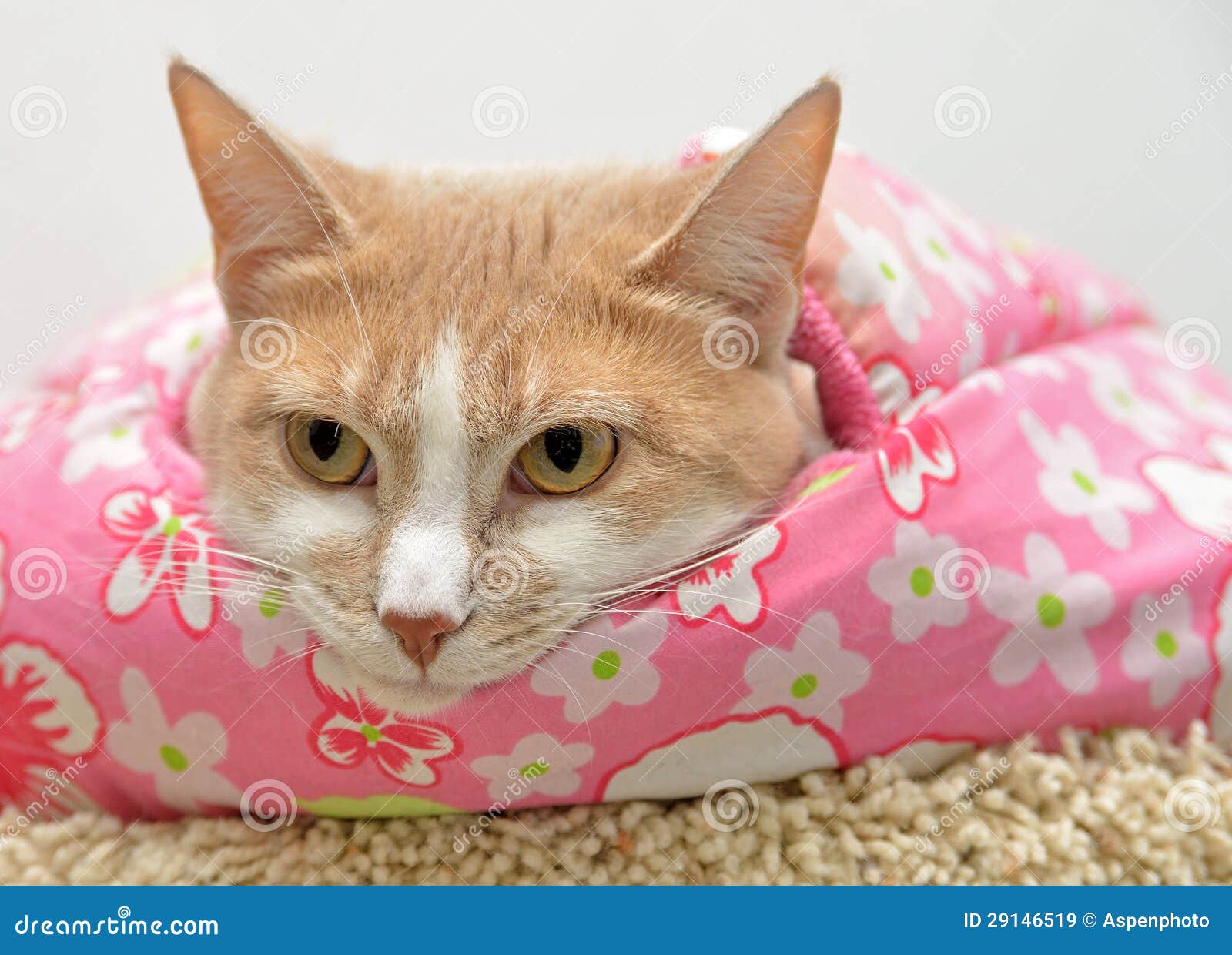  Cute cat laying down  stock image Image of shorthair 
