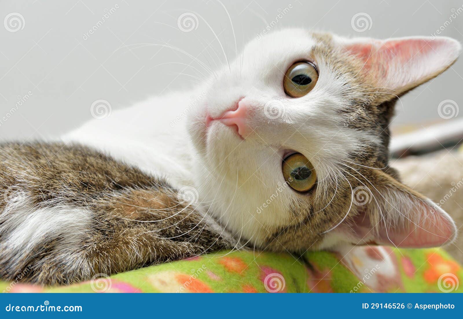  Cute cat laying down  stock photo Image of kitty domestic 