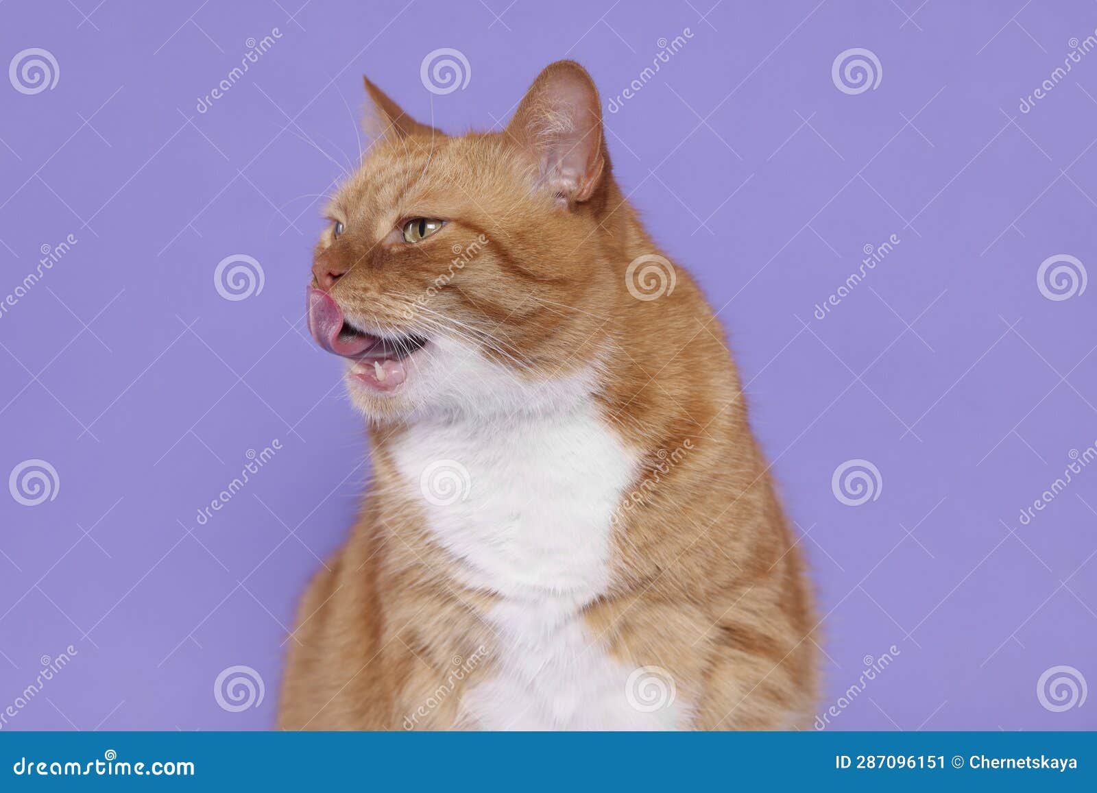 Cute Cat Licking Itself on Lilac Background Stock Image Image of