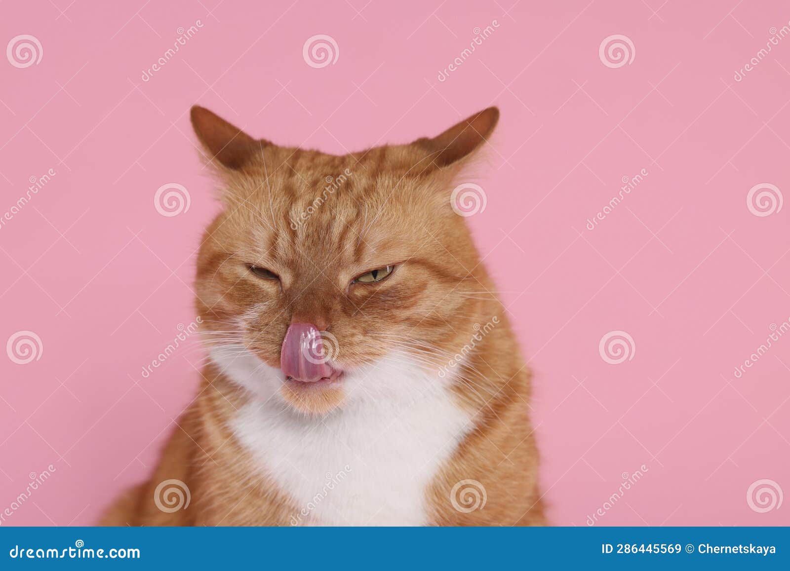 Cute Cat Licking Itself on Pink Background Stock Image Image of