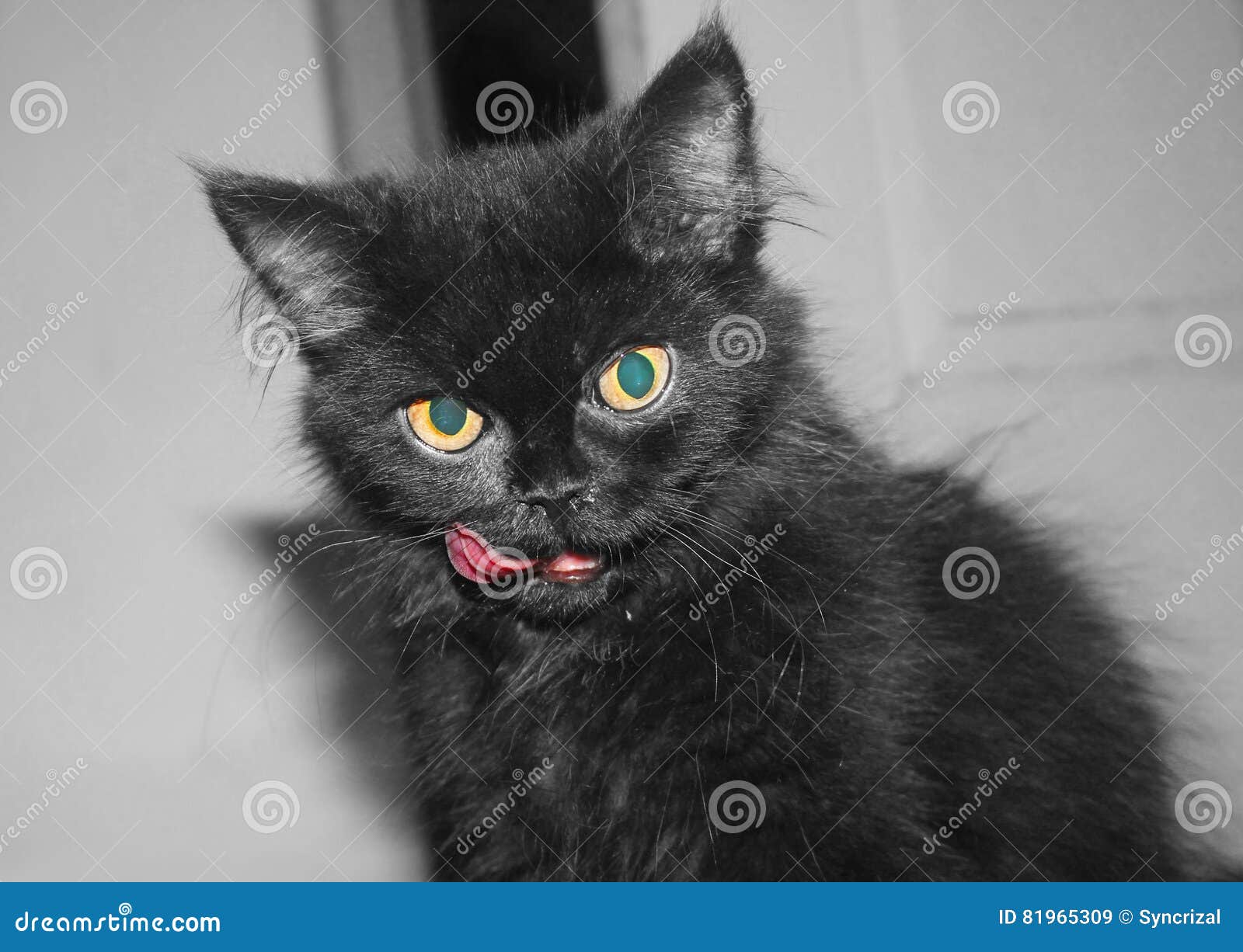 Cute cat licking lips stock image. Image of lips, blackcat 81965309