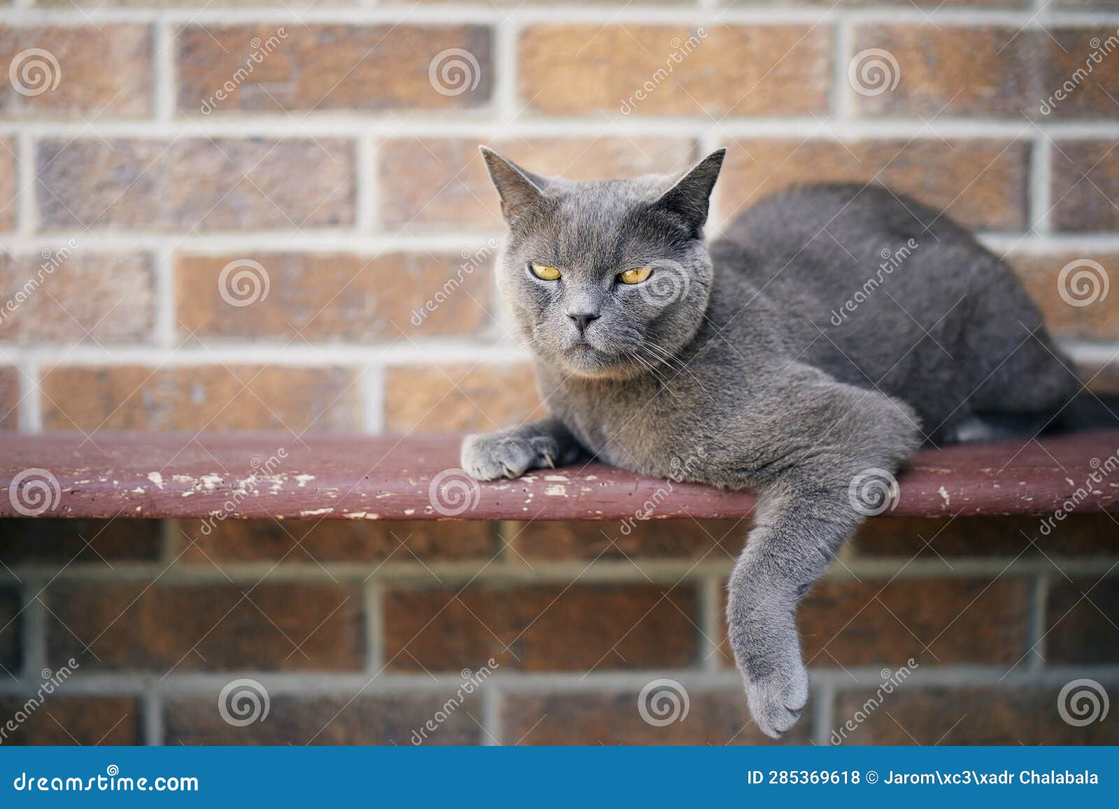 Cute Cat Lying on Bench Against Brick Wall Stock Photo Image of british, cute 285369618