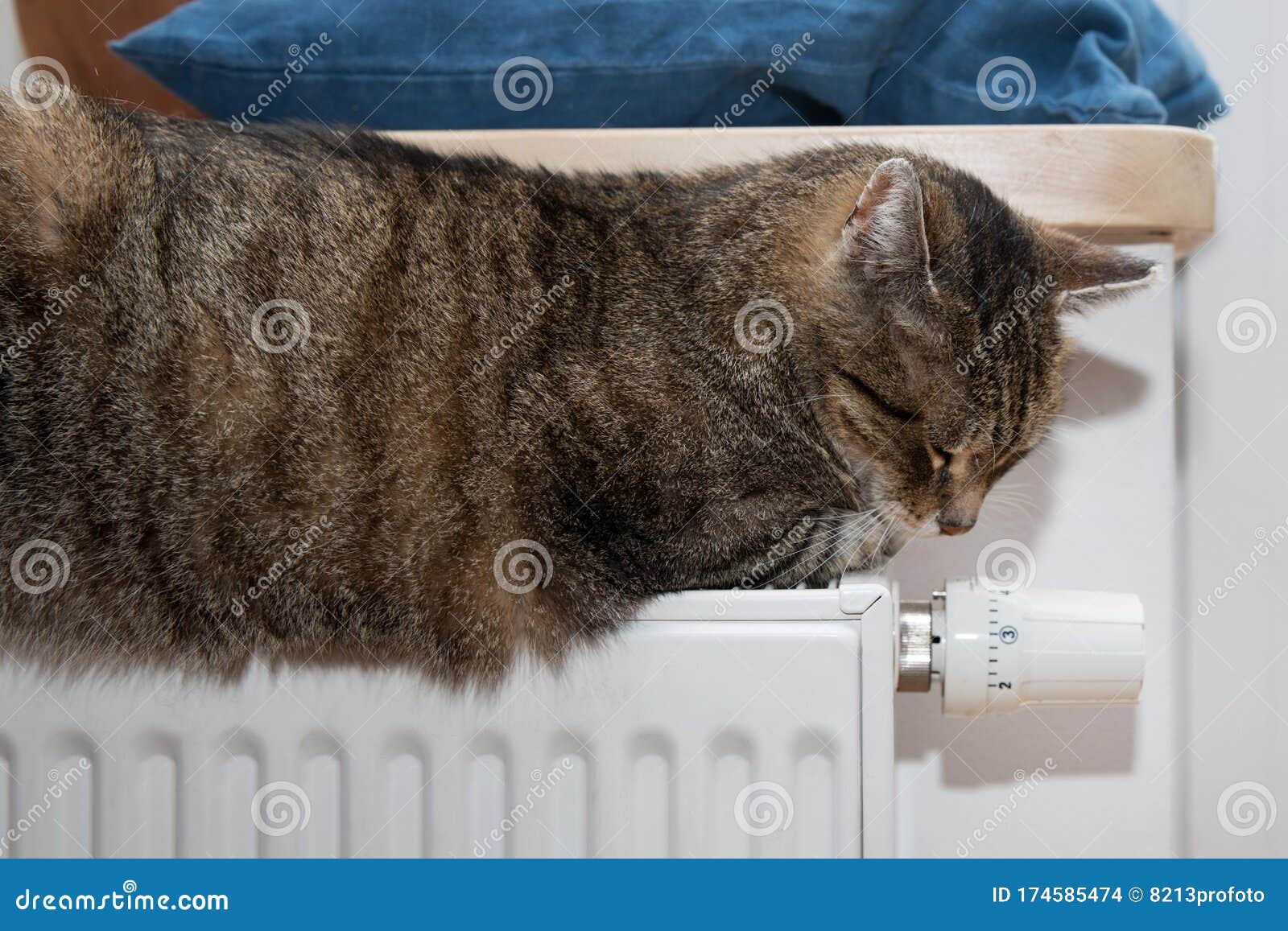Cute Cat Lying and Sleeping on the Heating Radiator at Home Stock Photo