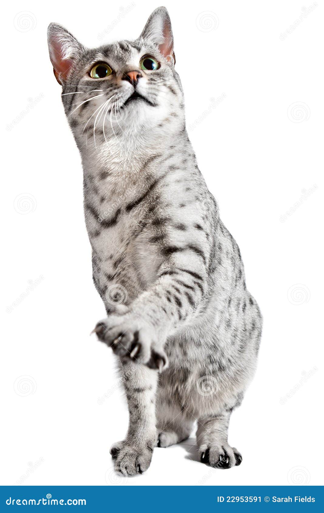 Cute Cat with One Paw Raised Stock Image Image of green, pure 22953591