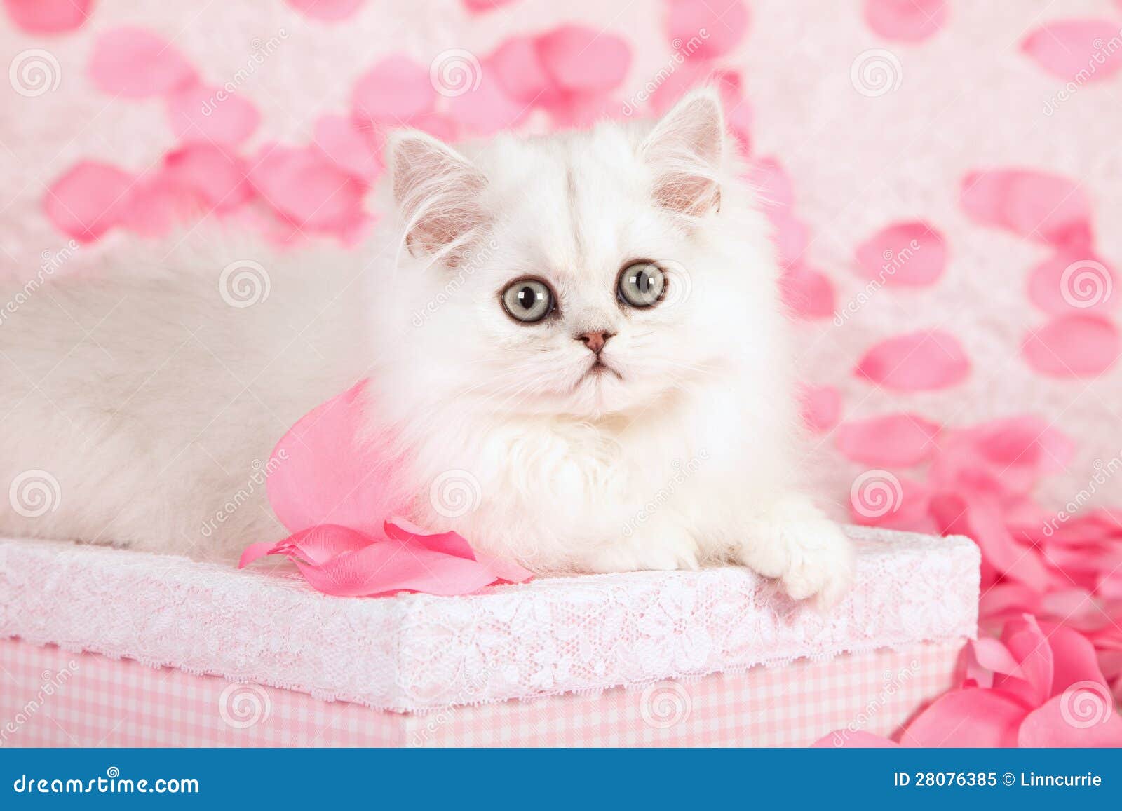 Cute cat and pink petals stock image. Image of beautiful - 28076385