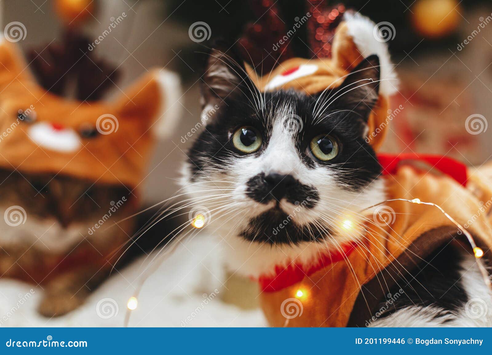1,133 Cats Clothes Stock - Free & Royalty-Free Stock Photos from Dreamstime
