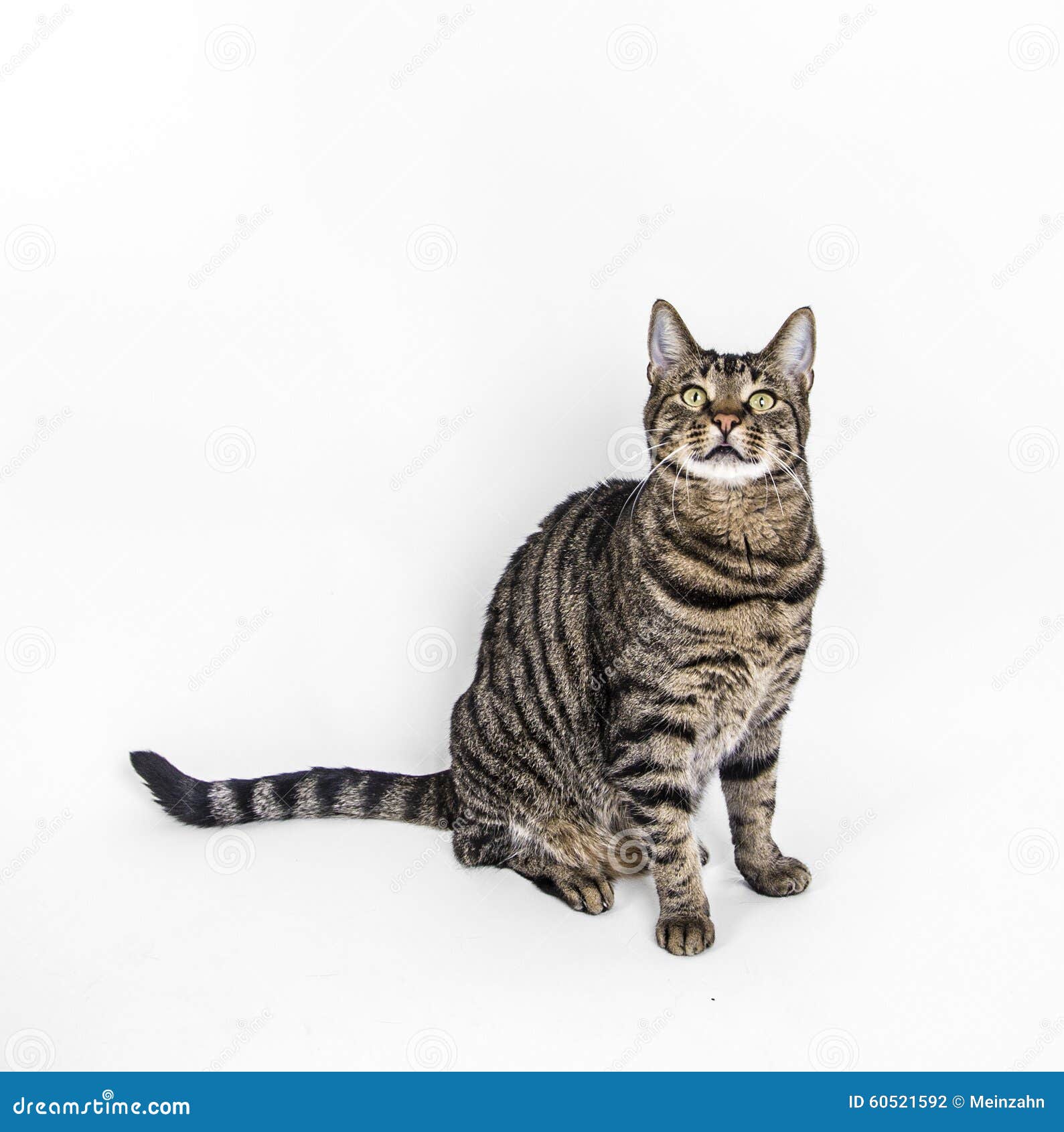 Cute cat  poses  in studio stock photo Image of studio 