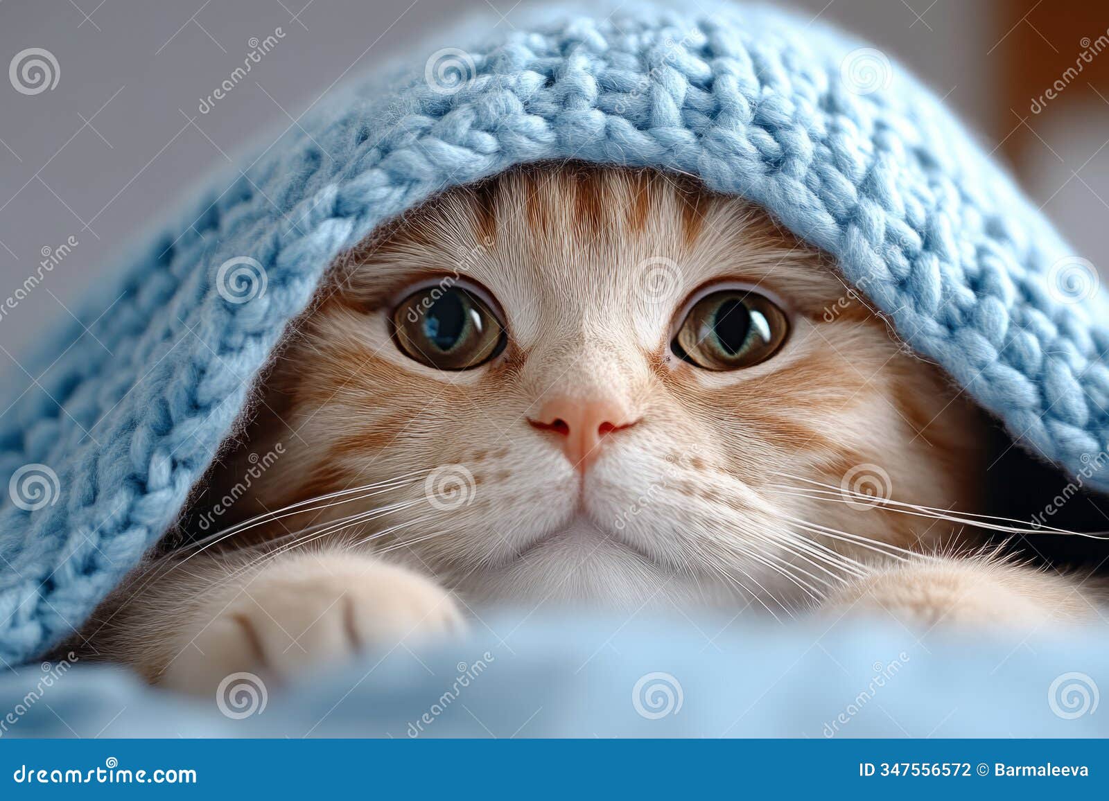 cat relaxing under a soft knit blanket