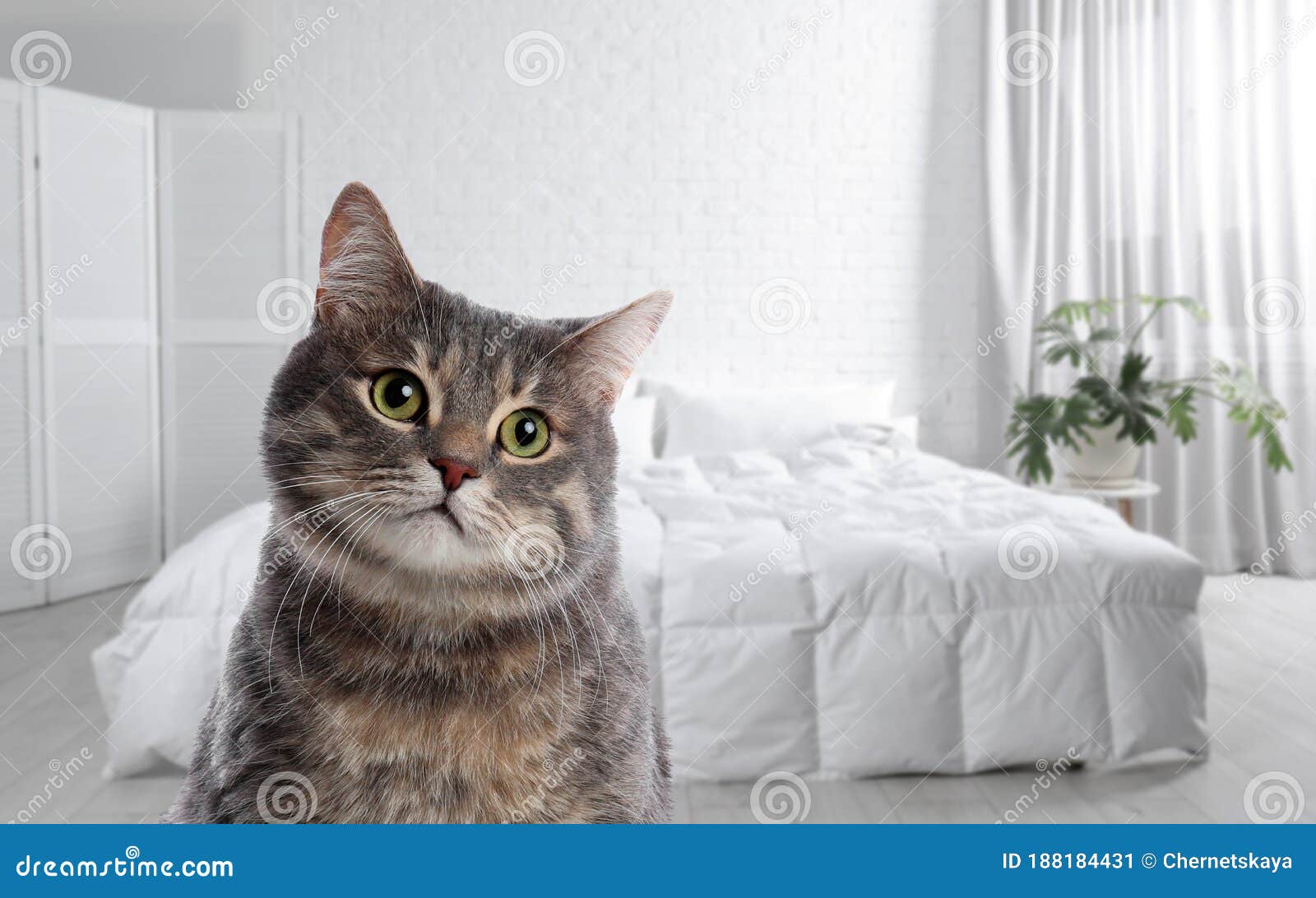 Cat in Room, Space for Text. Pet Friendly Hotel Stock Image Image of