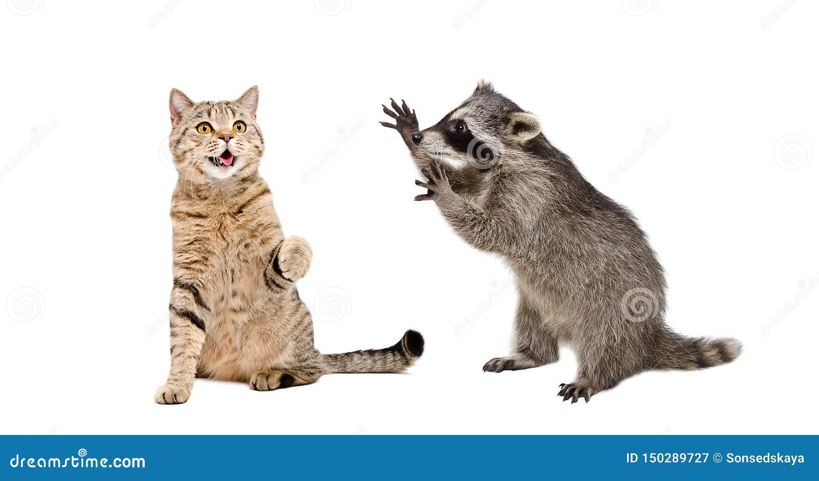 cute cat scottish straight and  funny  raccoon playing together