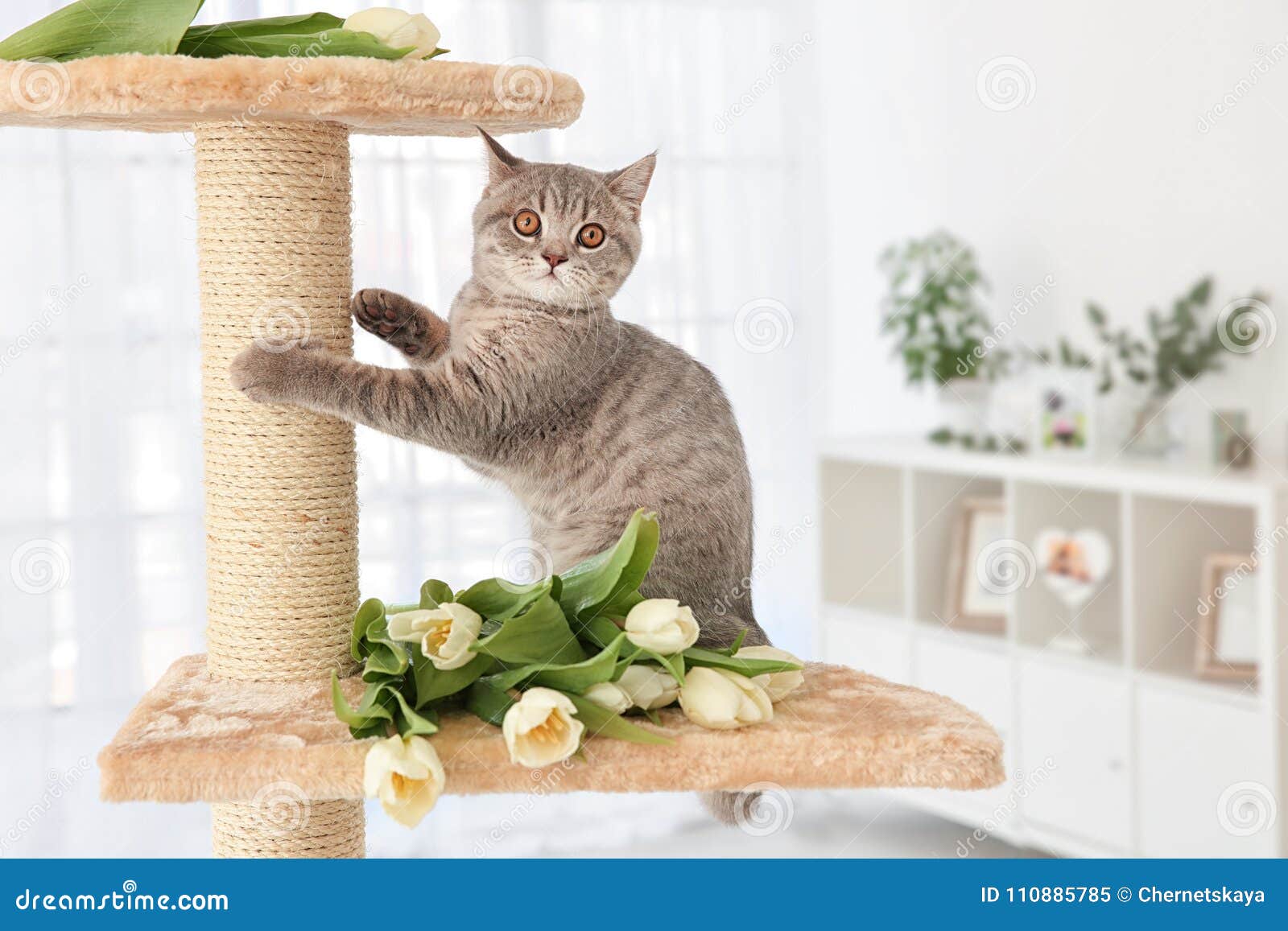 pet fun cat trees
