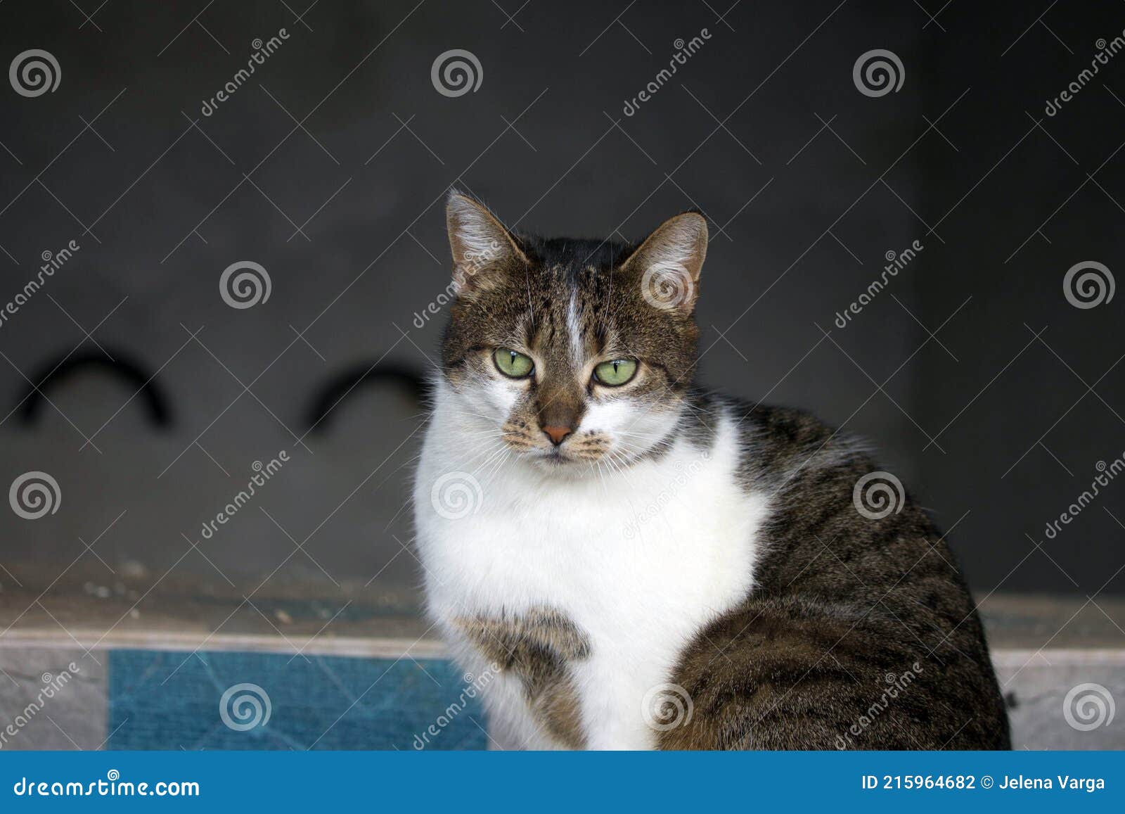 12 278 Cat Shelter Photos Free Royalty Free Stock Photos From Dreamstime