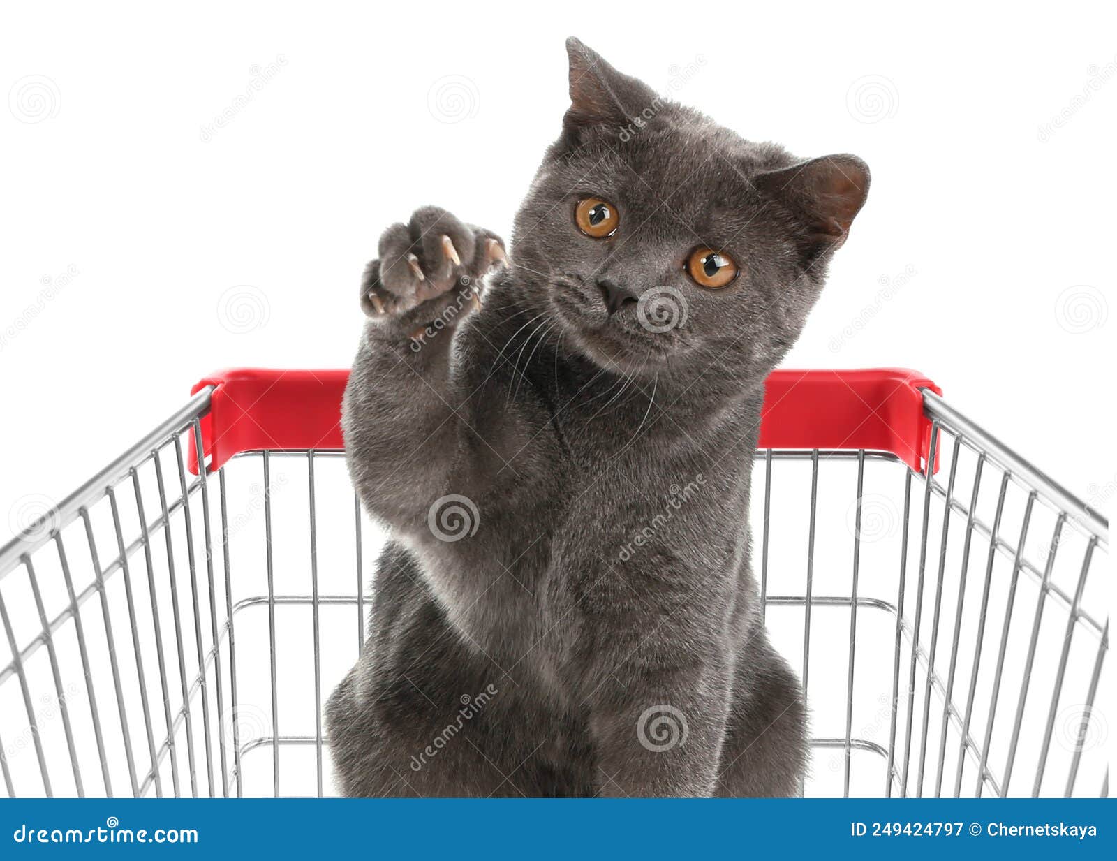 Cute Cat in Shopping Cart on White Background Stock Image Image of