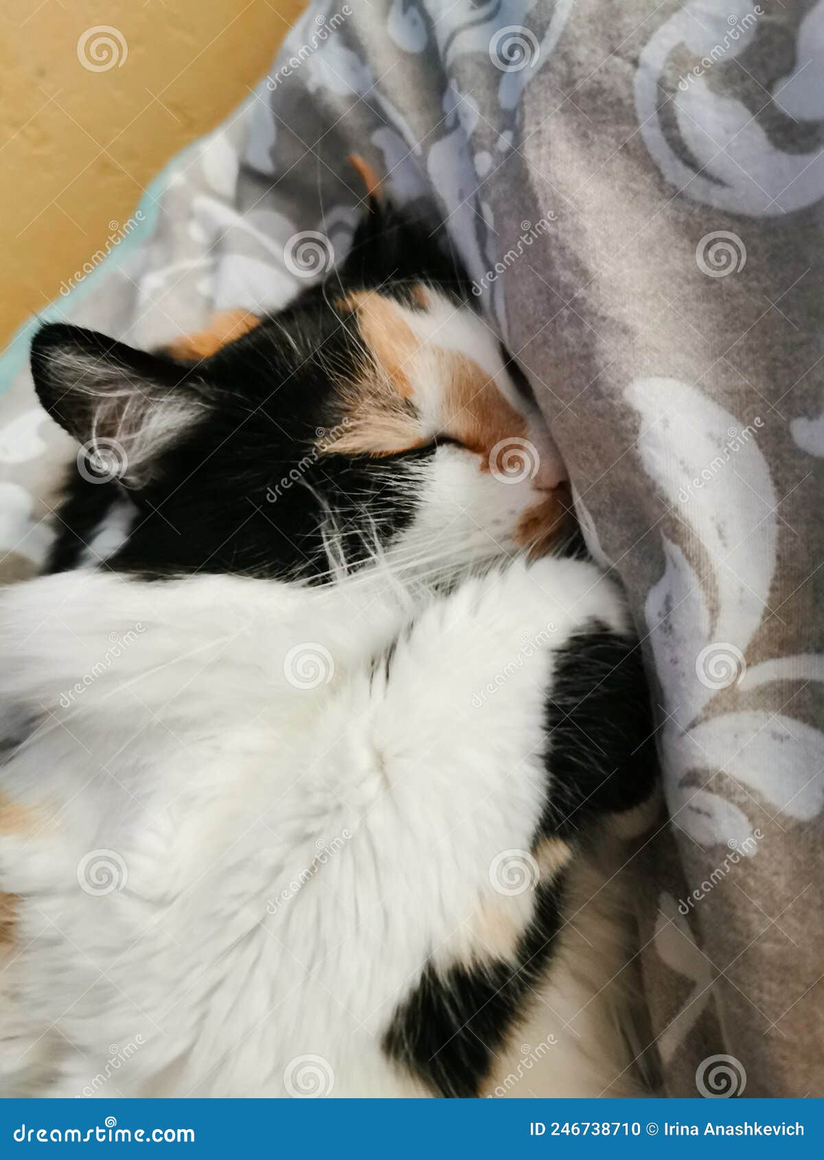 Cute Cat is Sleeping on the Bed. Stock Photo Image of ginger, resting