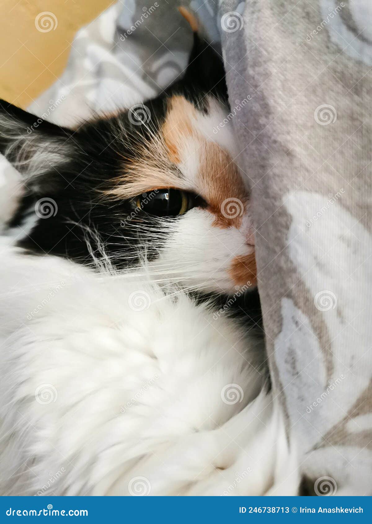 Cute Cat is Sleeping on the Bed. Stock Image Image of adorable, close