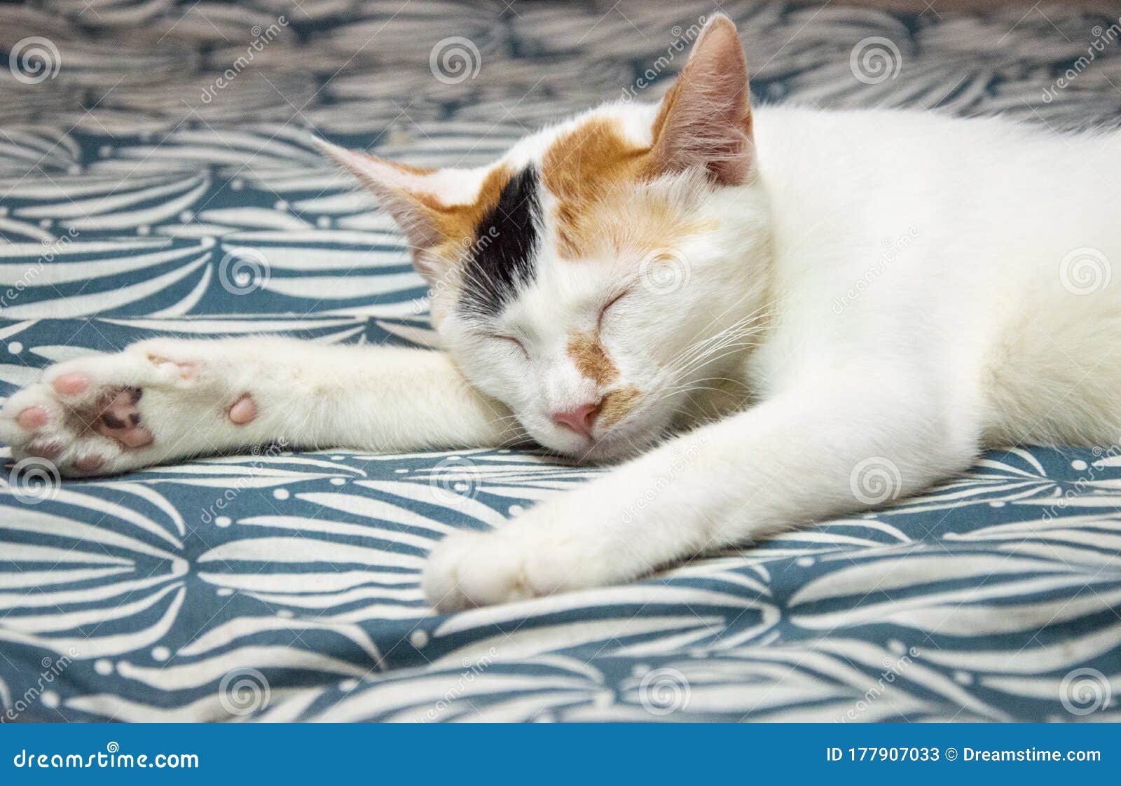 Cute cat sleeping in bed stock image. Image of colors 177907033