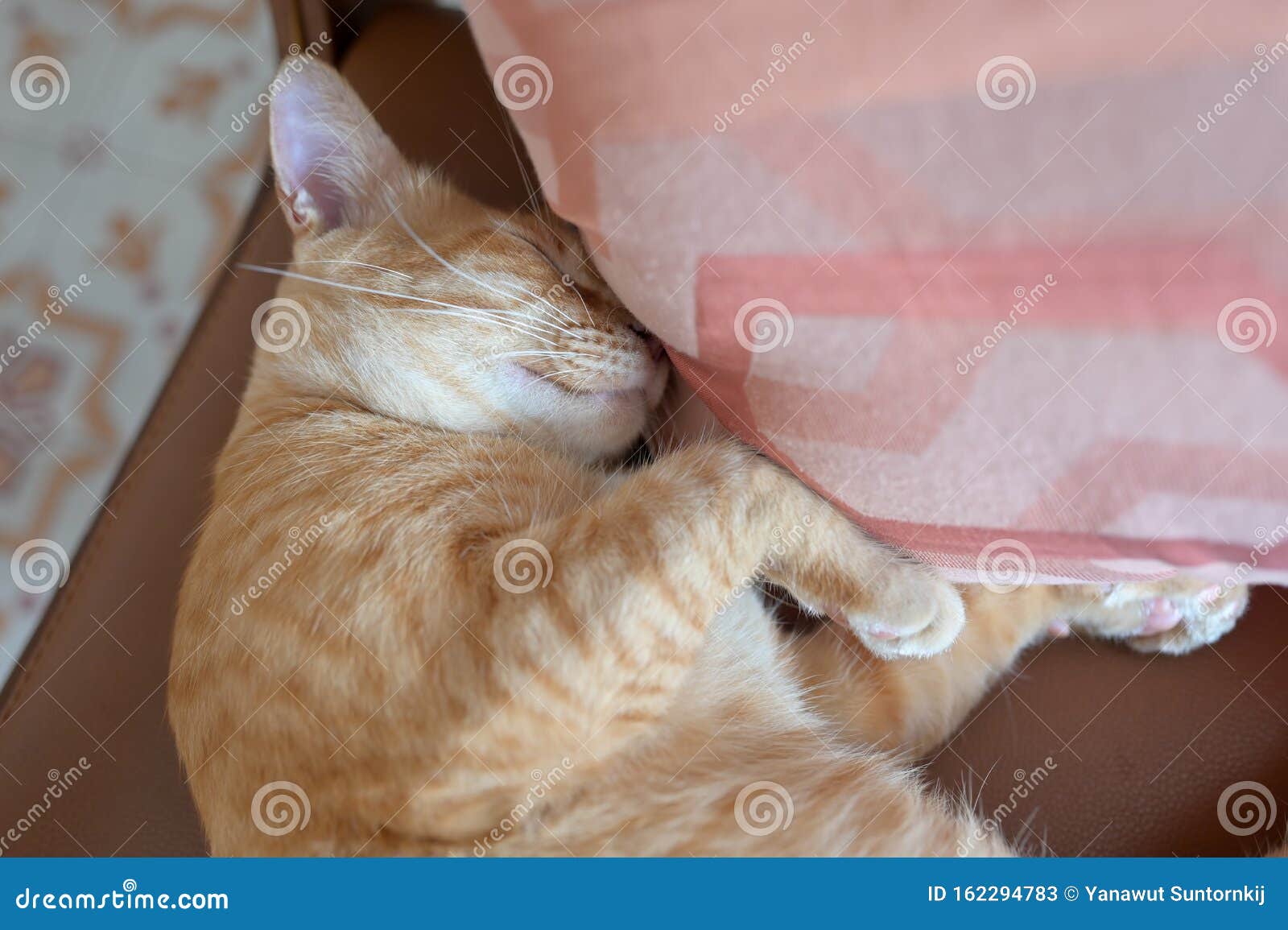 Closeup Cute Brown Cat Sleeping on Chair Stock Image Image of kitten
