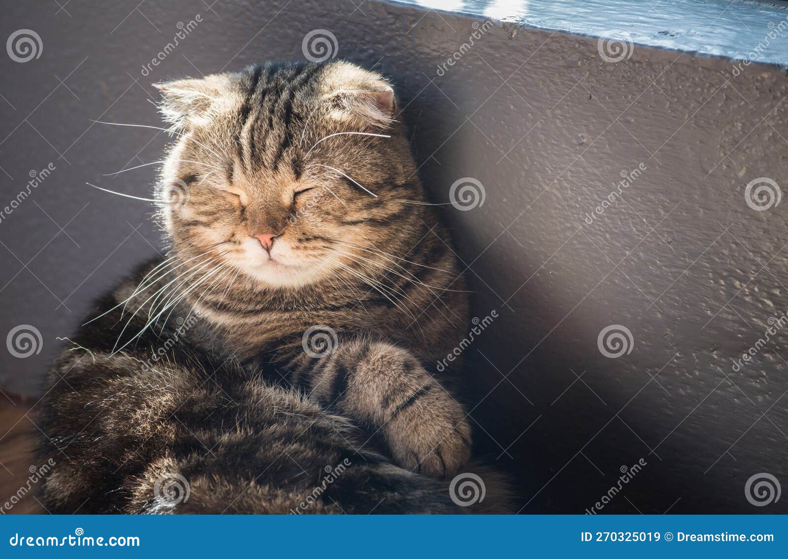 the cute cat sleeping and look like its still dreaming.
