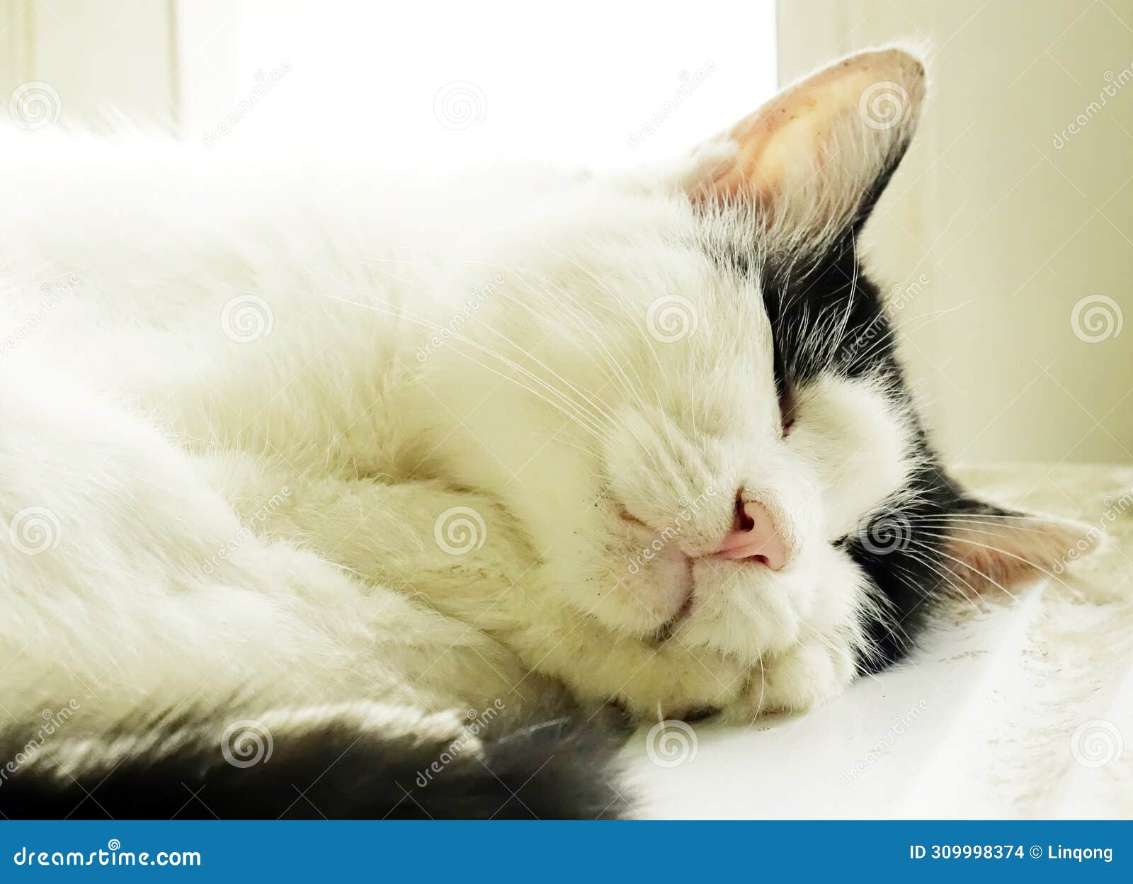 cute cat is sleeping soundly.