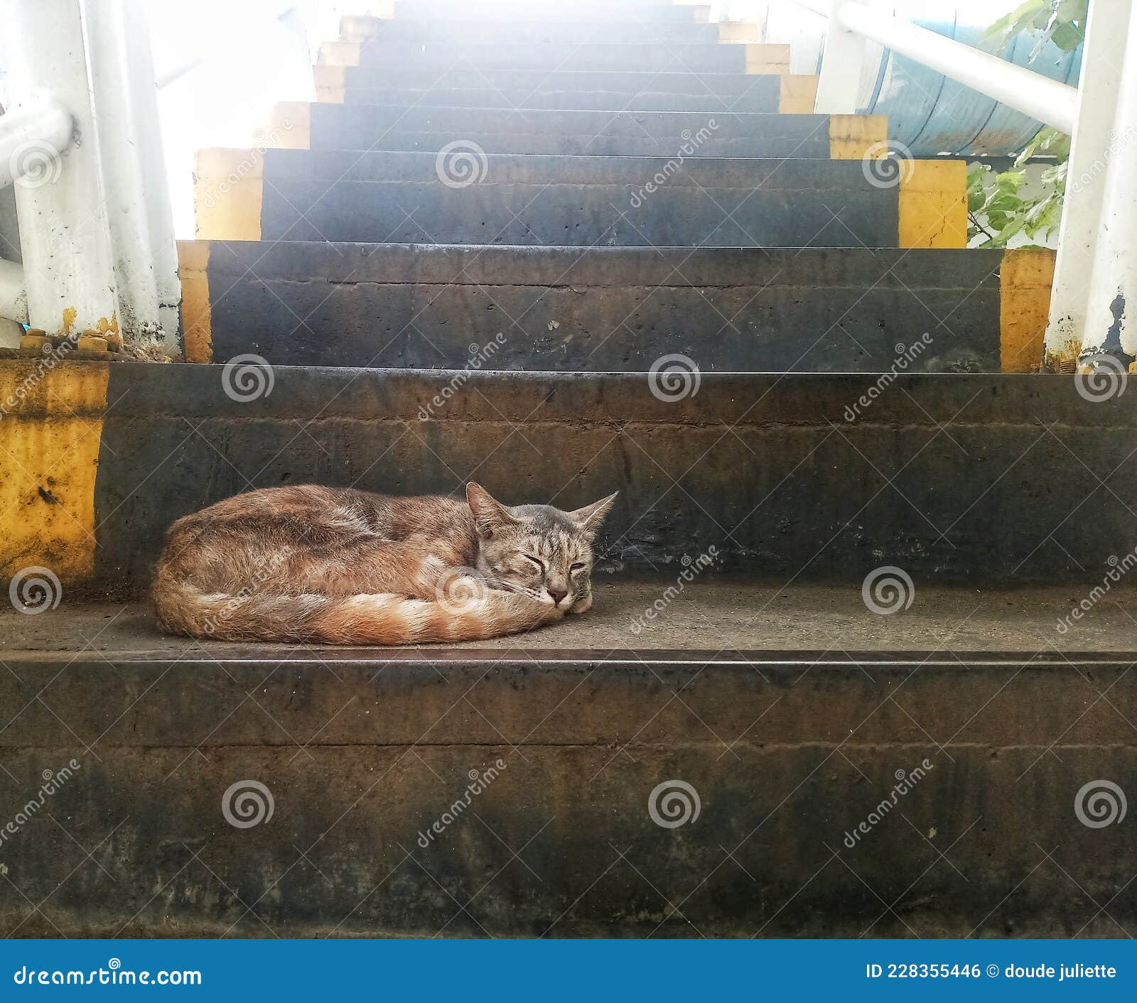 A Cute Cat Sleeping on the Stairs Stock Photo Image of stairs