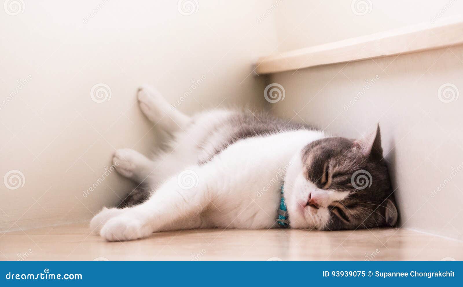 cute cat sleeping on wooden stairs, scottish fold ears unfold gray and white color.
