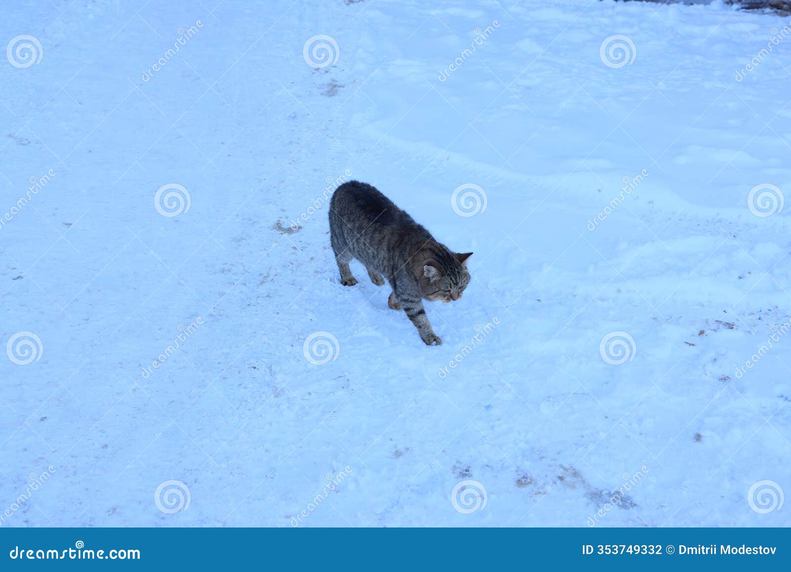 a cute cat walks gracefully in a snowy landscape, enjoying its outdoor adventure