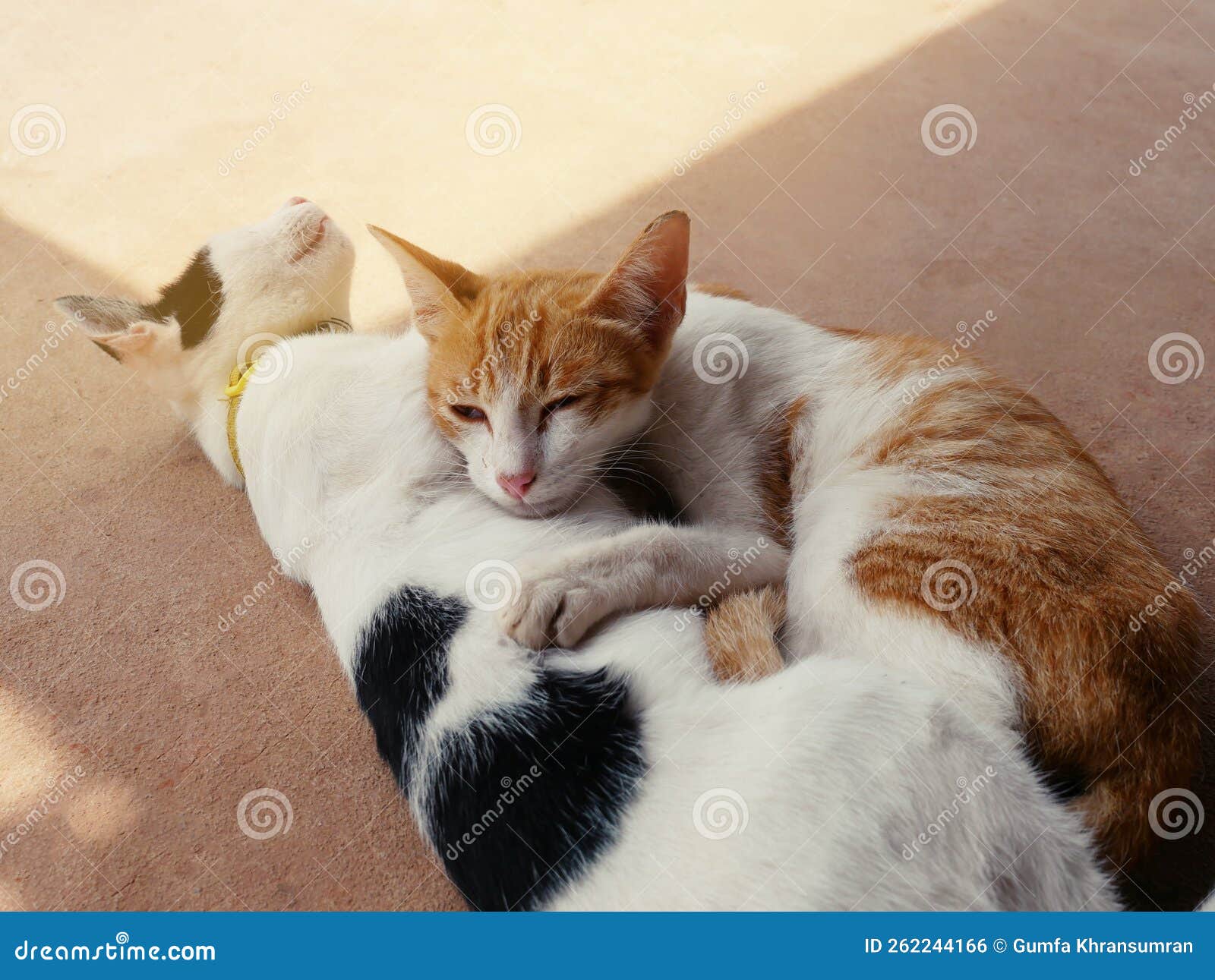 Cute Cats Hug Shows Warmth, Intimacy, Trust, Cheerfulness Stock Photo