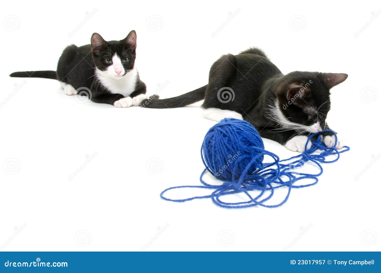 Cute cats with yarn stock image. Image of animals, feline 23017957