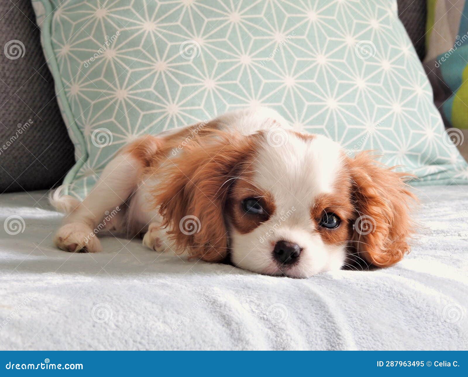 cute cavalier king charles puppy playing with a piÃ¨ce of branch