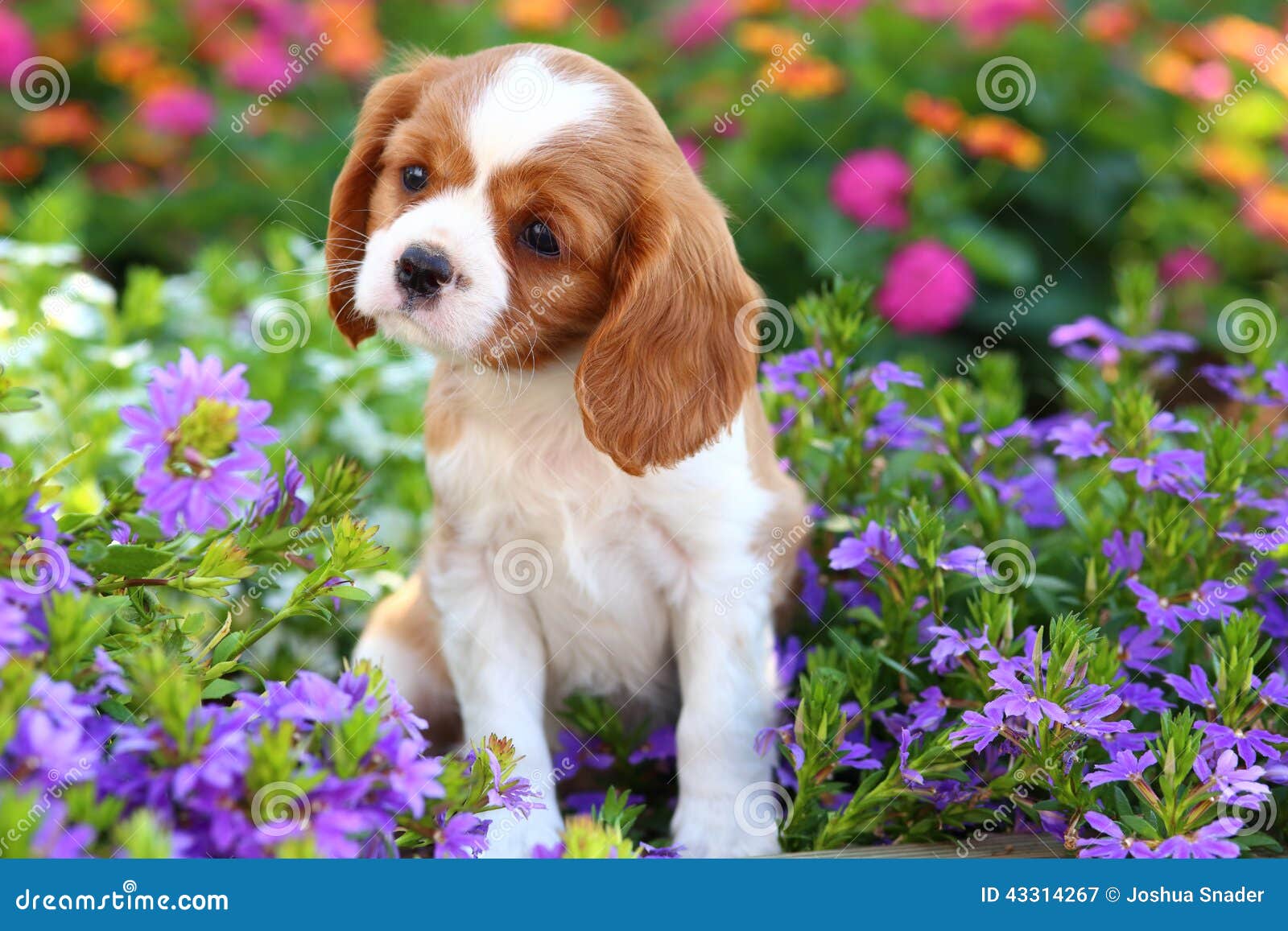 Cute Cavalier King Charles spaniel Puppies 