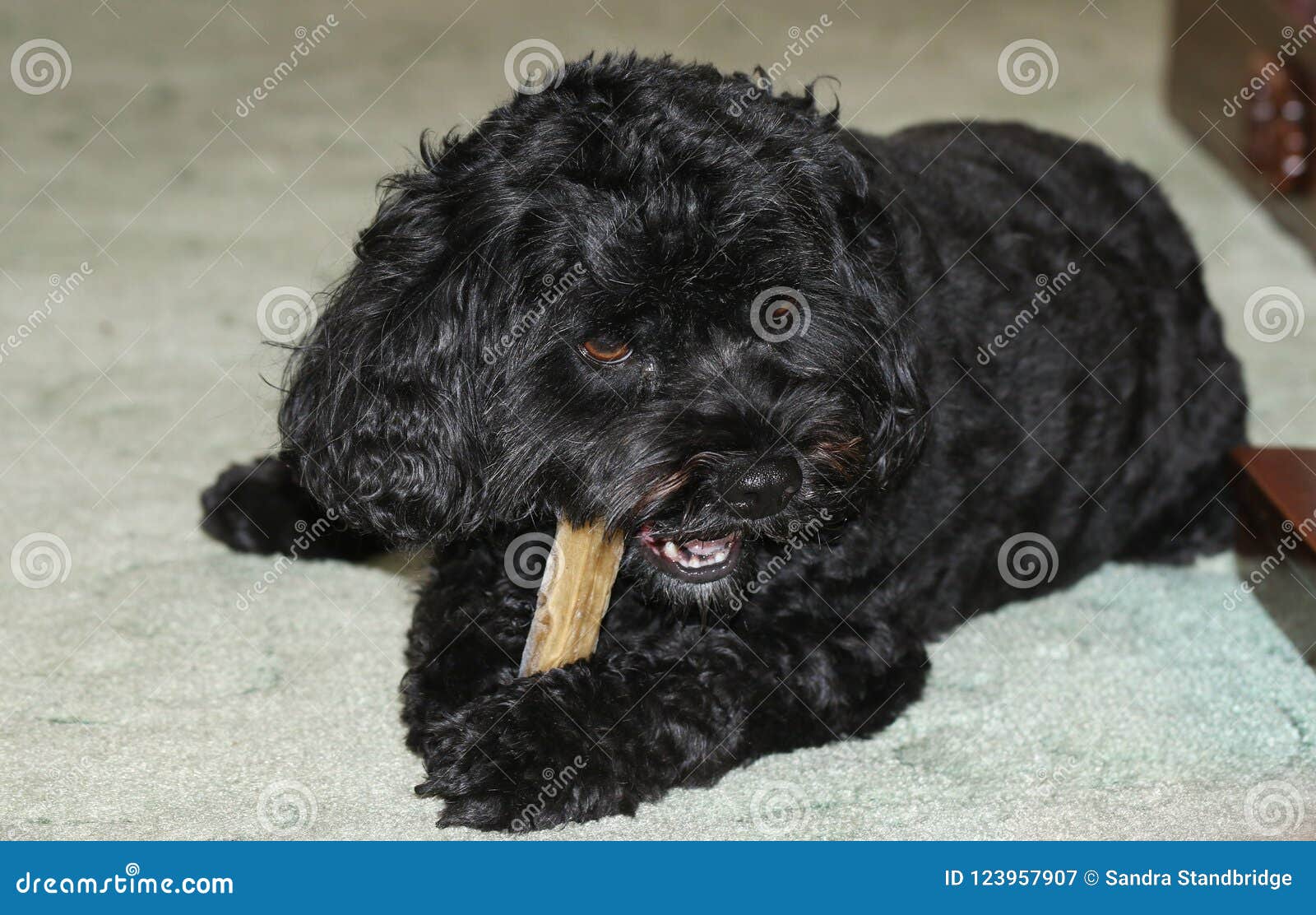 A Cute Cavapoo Dog Also Commonly Known By The Names Poodle X King Charles Cavalier Spaniel Cavoodle And Cavoo Eating A Bone Stock Image Image Of Cute Head 123957907